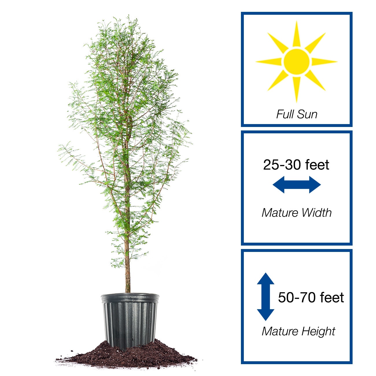 Perfect Plants LOBALDCYPRESS5G trees - View #2