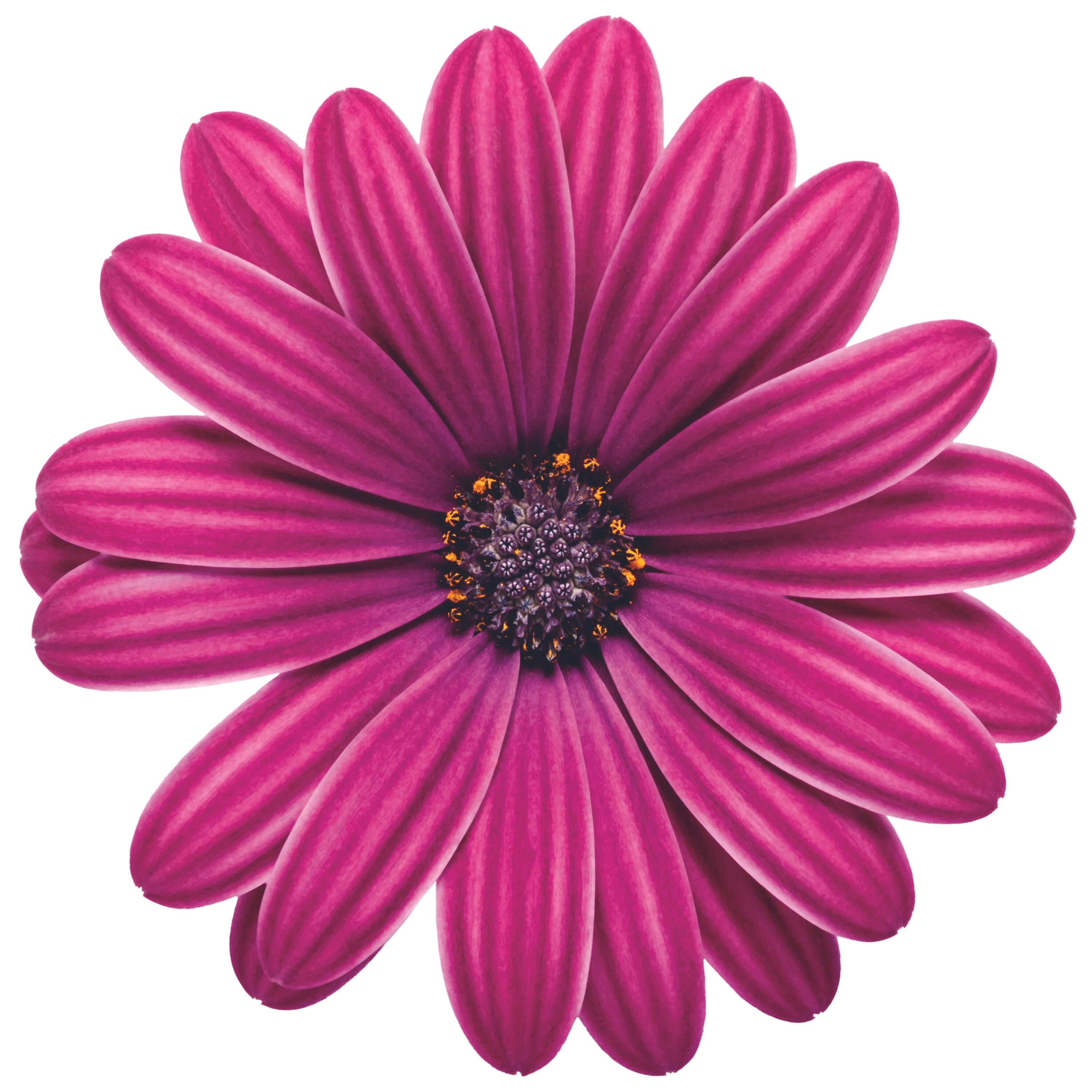 Proven Winners OSTPRW2557504 annuals - View #4