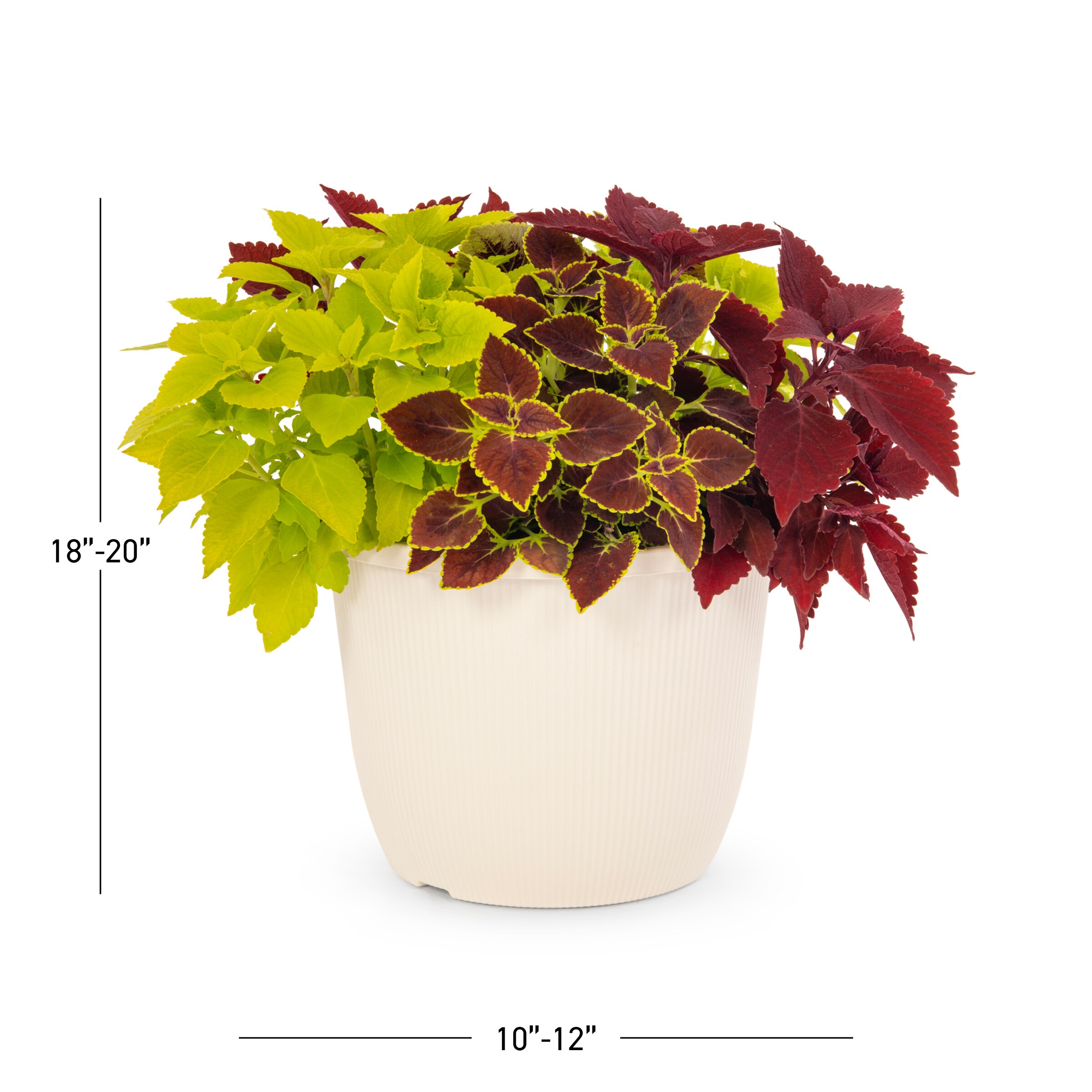 Lowe's 204311 annuals - View #3