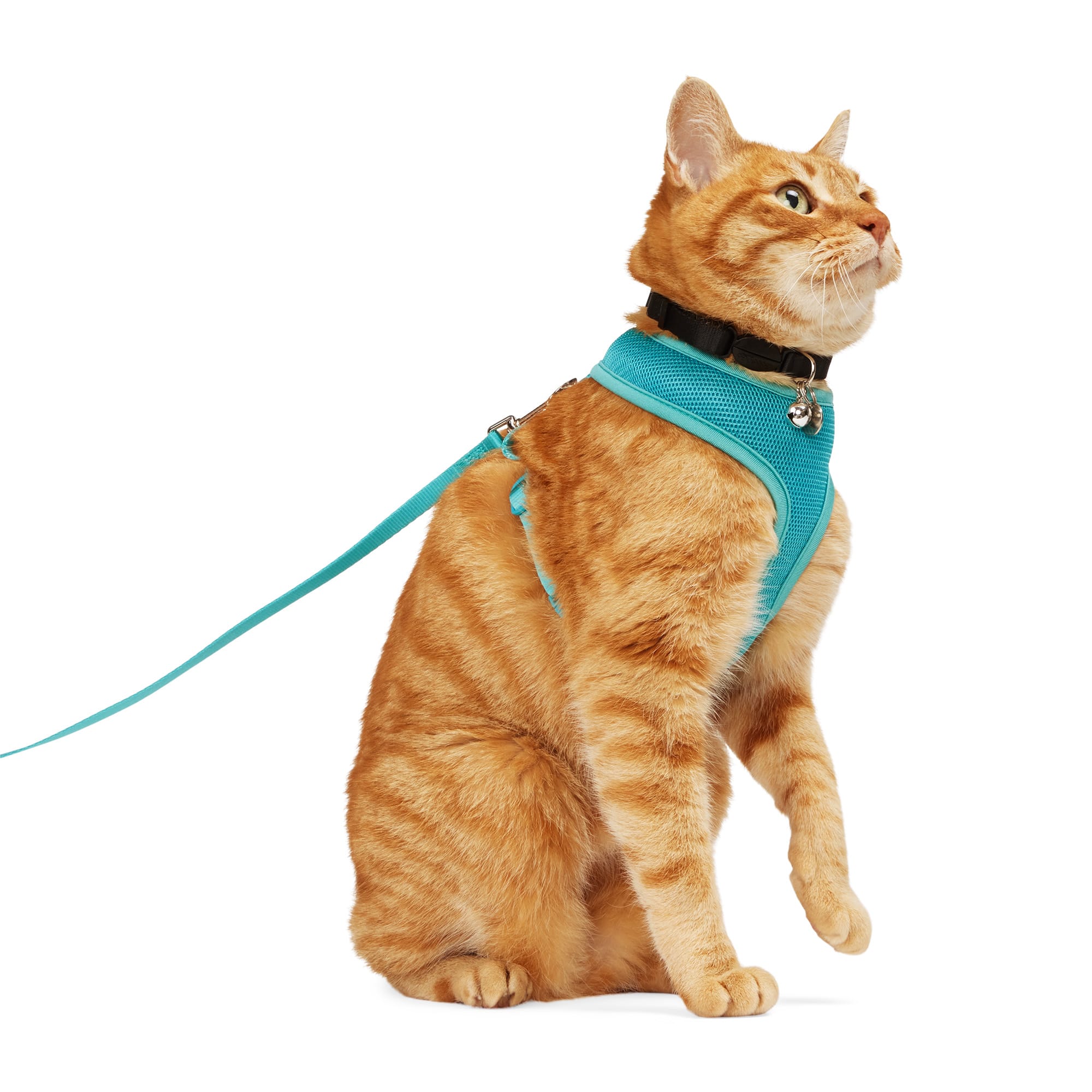 Youly Q224C16 Dog-Collars-Harnesses - View #2