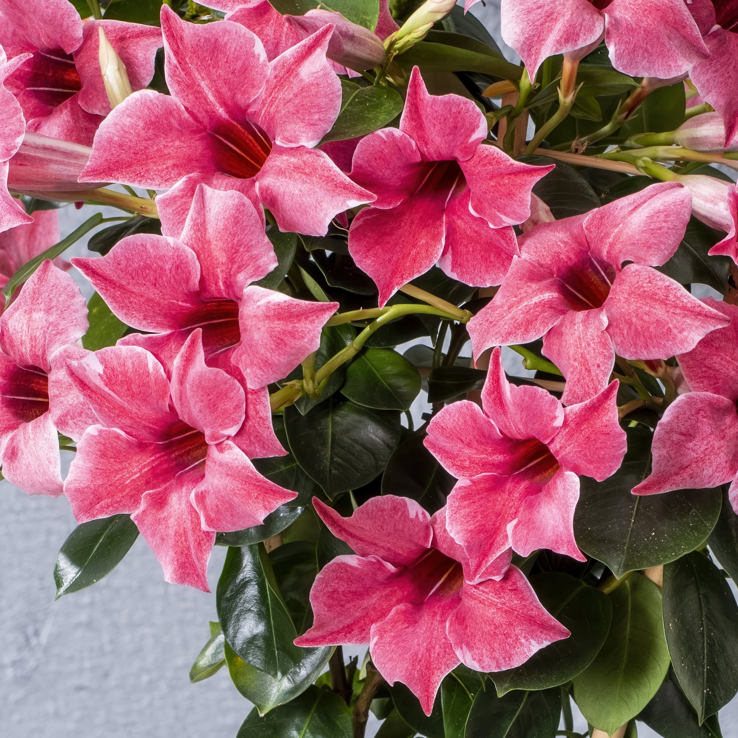 National Plant Network LW2159 annuals - View #6