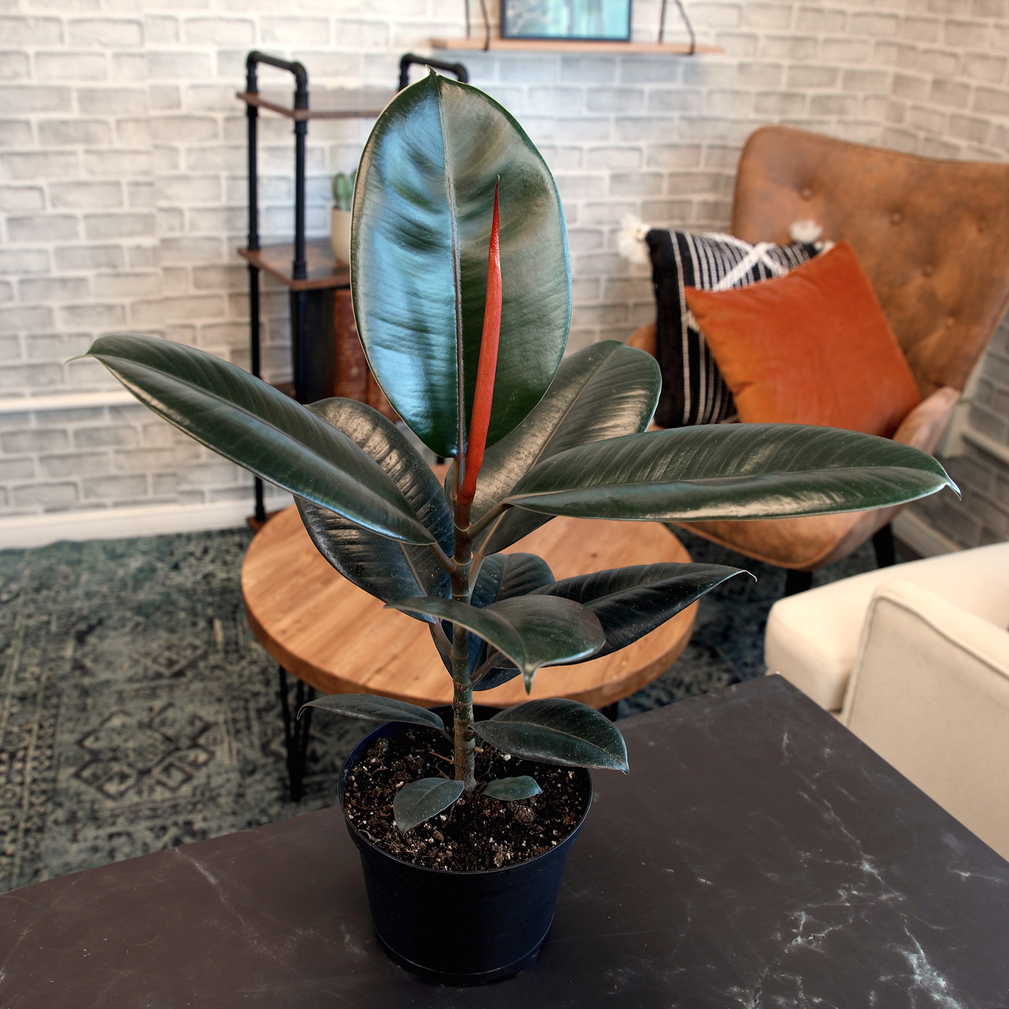 Altman Plants 0881607 hseplants - View #3