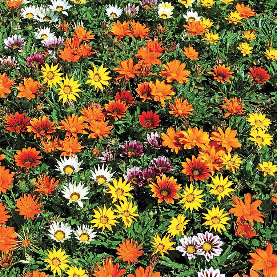 Lowe's NURSERY Multicolor Gazania Plant in 3 -Quart Pot