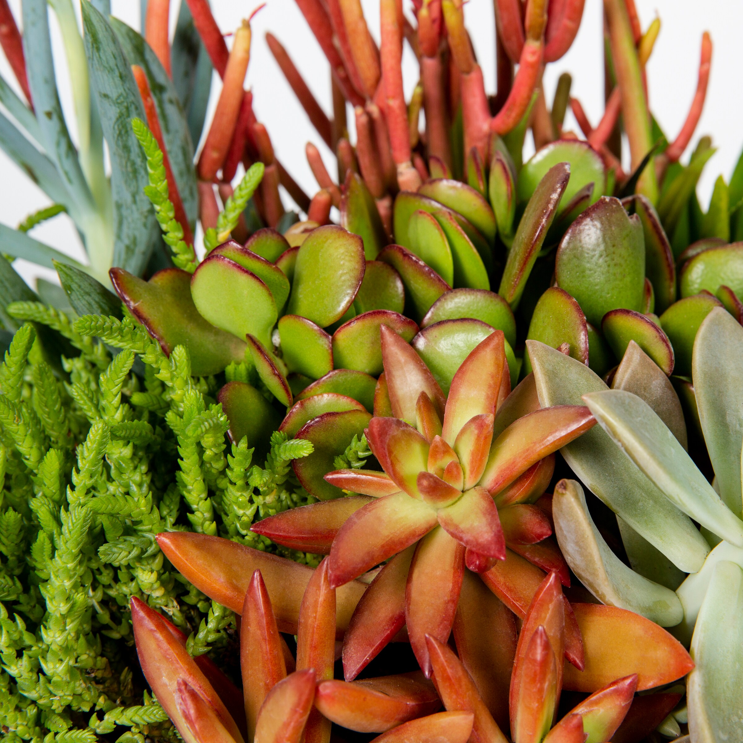 Lowe's NURSERY Cacti-Succulents - View #3