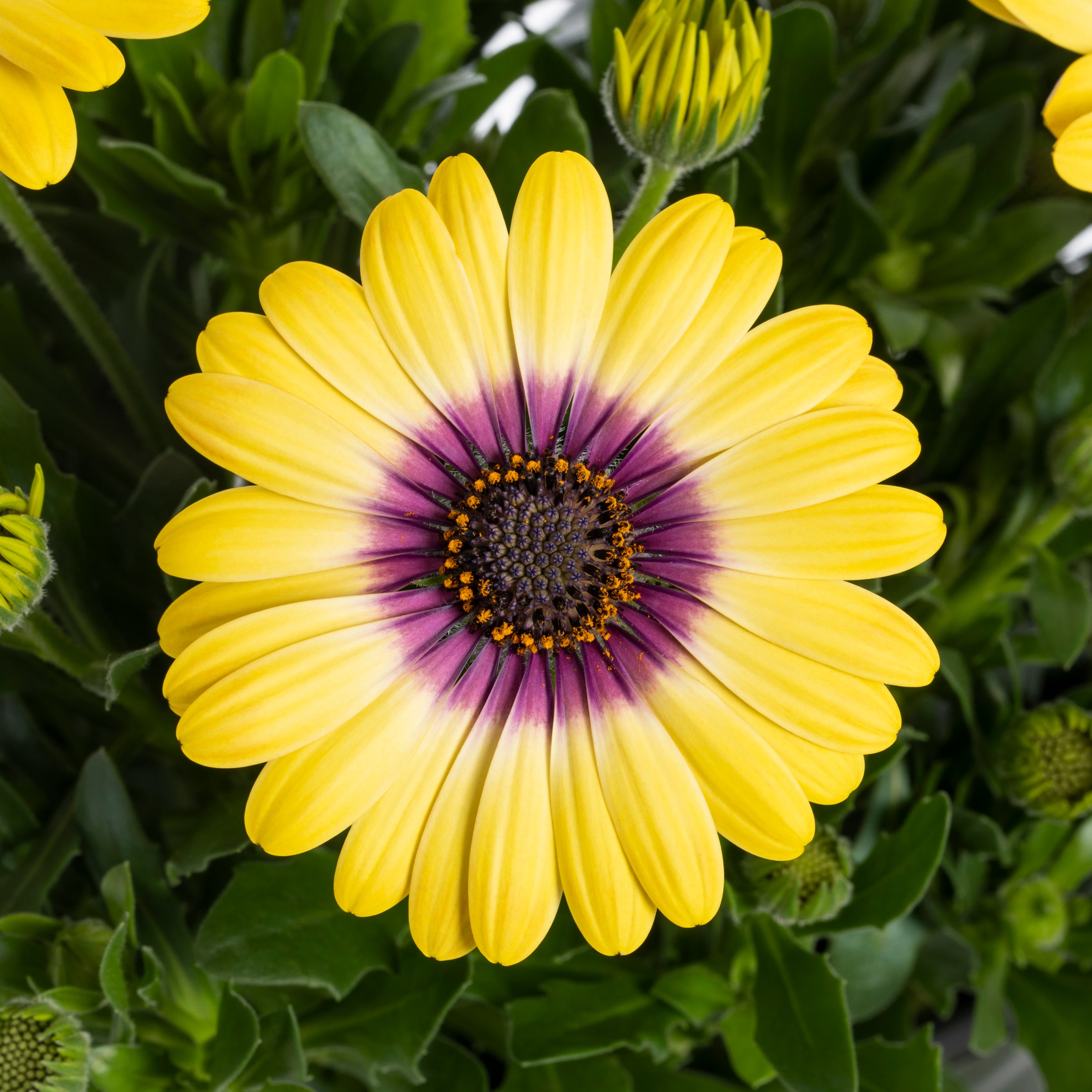 Monrovia NURSERY annuals - View #2