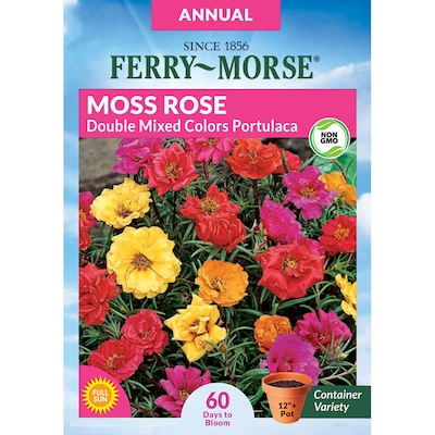 Moss Rose Double Portulaca Flower Plants, Bulbs & Seeds Near Me at ...
