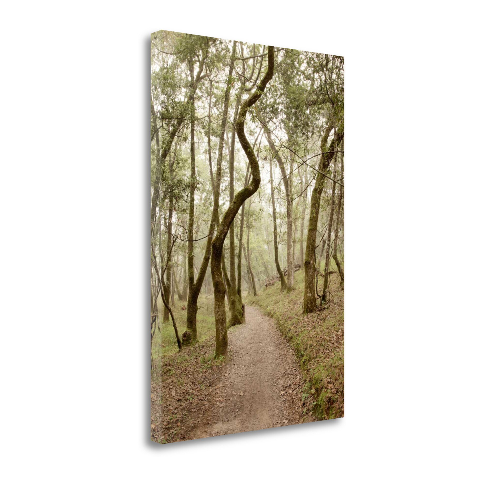 Tangletown Fine Art ICABSFH63B-2640C Oak Tree- 48 Alan Blaustein 40-in H x 26-in W Photography Print on Canvas