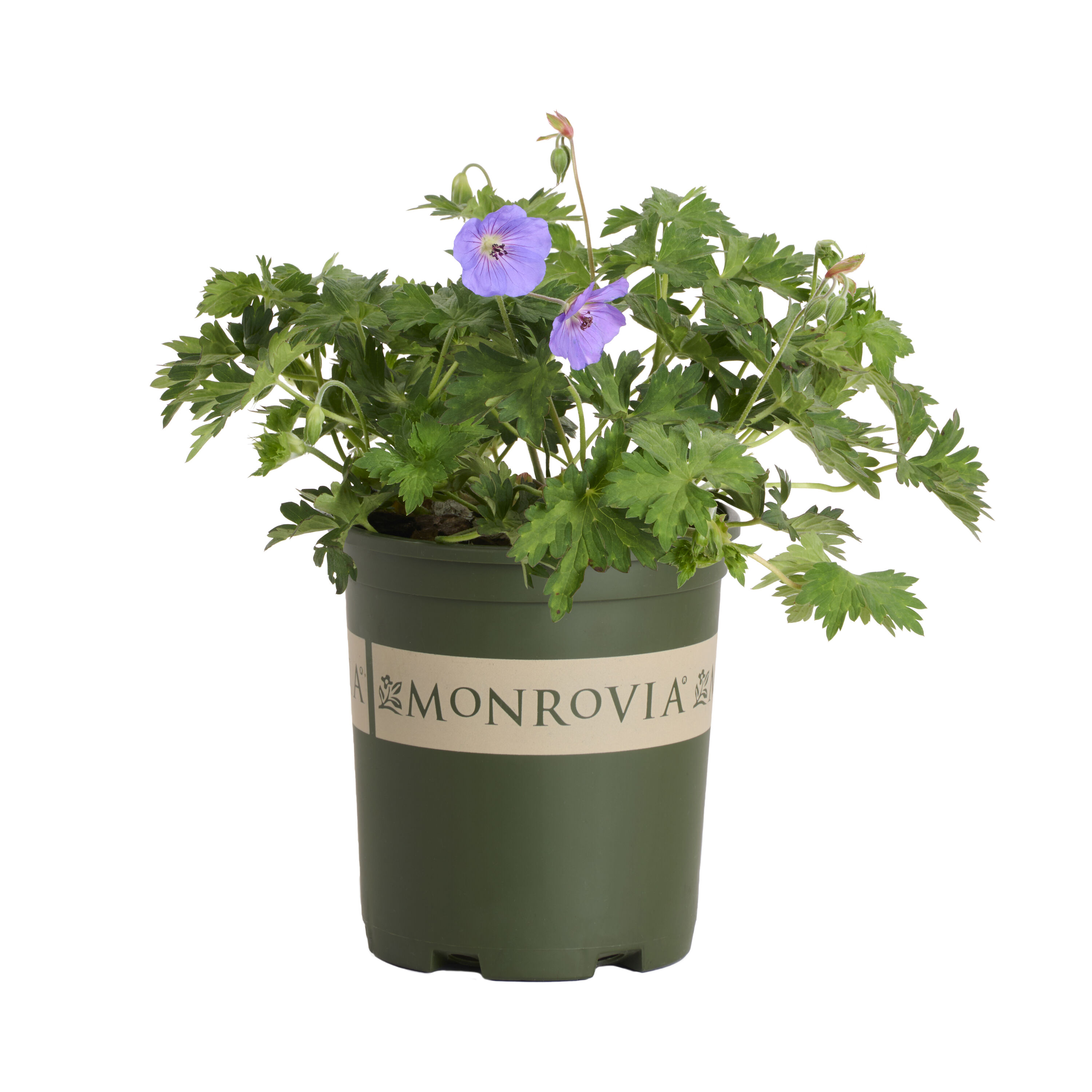 Monrovia - 2.6 -Quart Purple Cranesbill Rozanne 1 -Pack - Low Maintenance