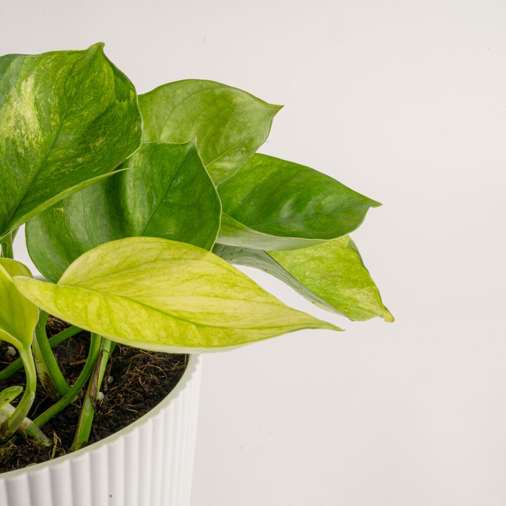 Costa Farms M-LTP-S-MWG-01-LW hseplants - View #3
