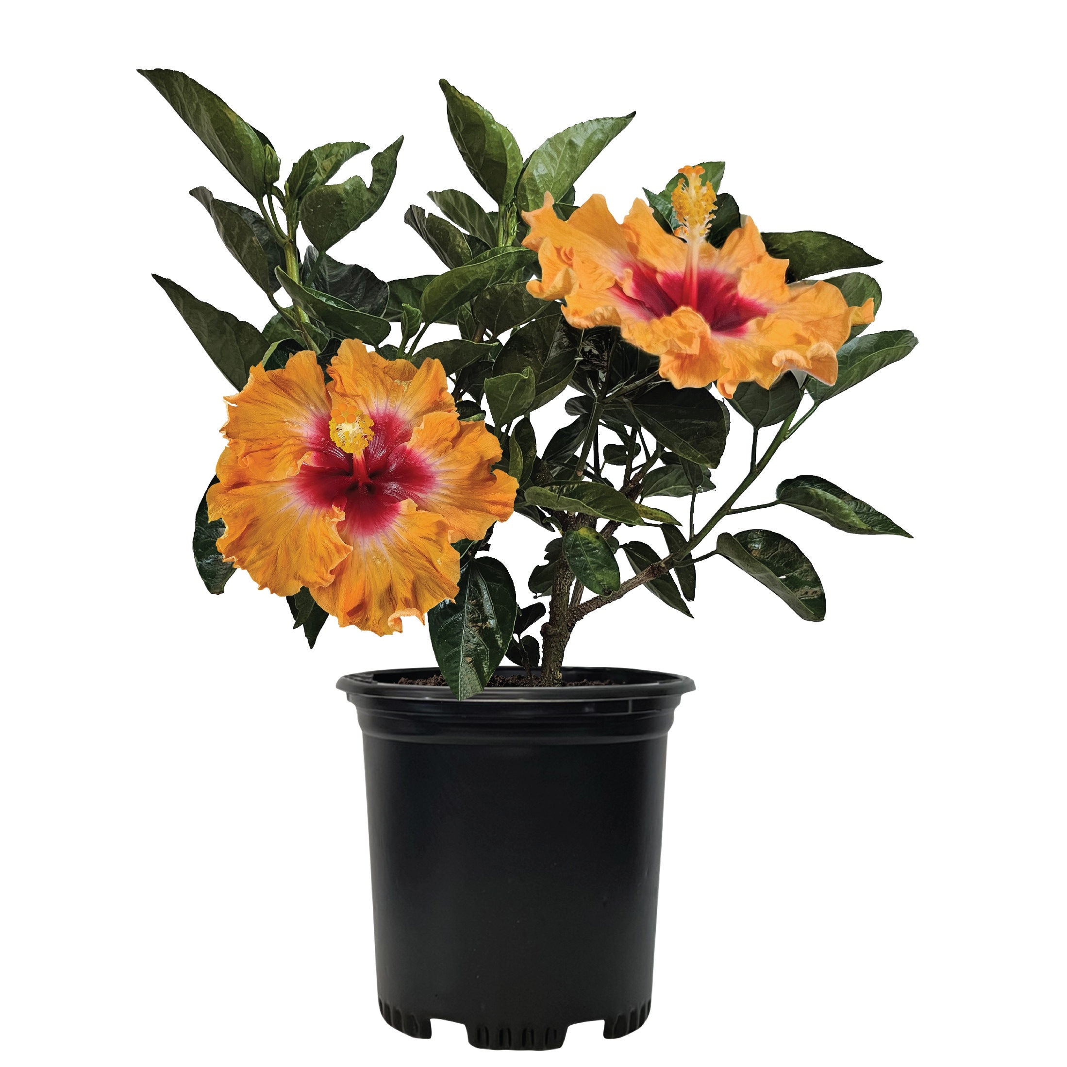 Nature's Way Farms 2 -Quart Orange Fire Hawaiian Hibiscus