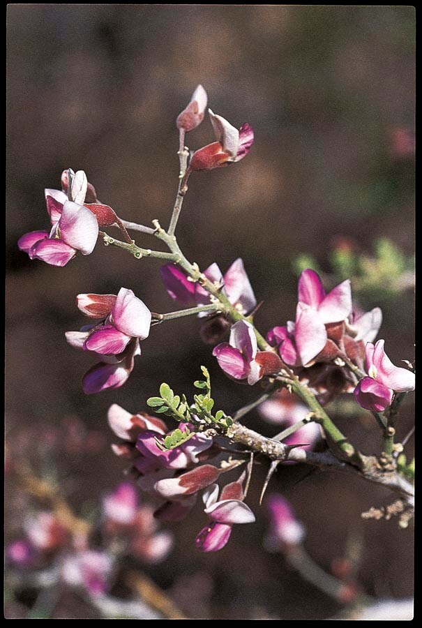  NURSERY 3.25-Gallon Purple Flowering Tree Desert Ironwood In Pot (With Soil)