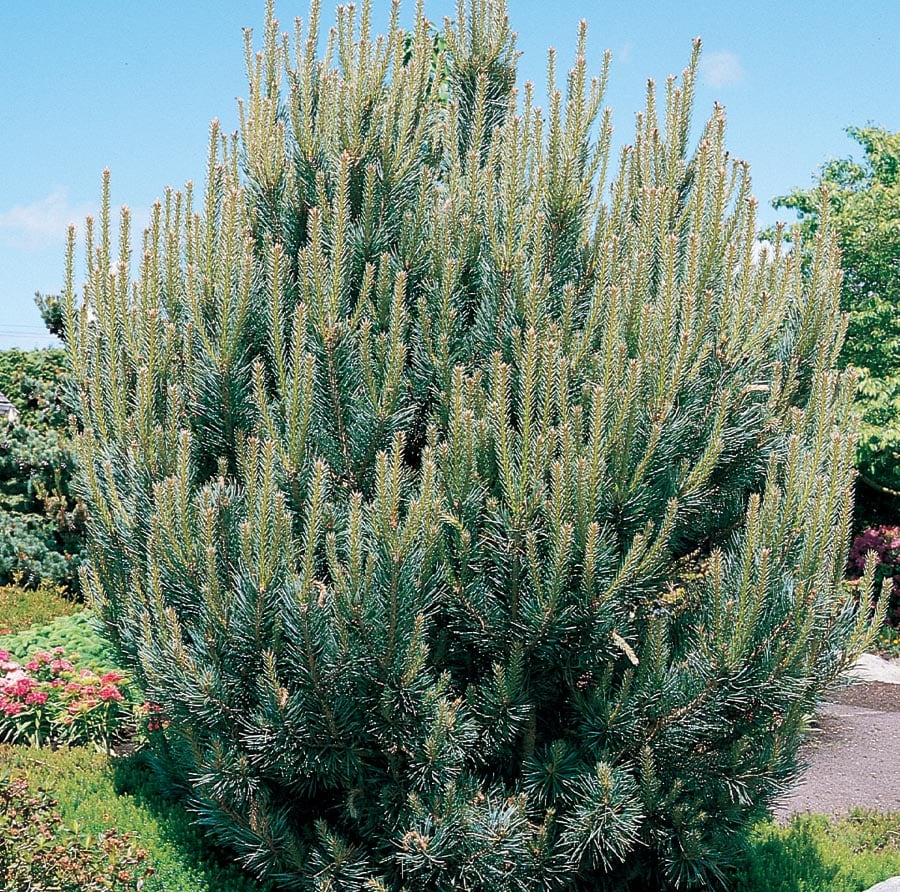  NURSERY 2.25-Gallon Insignificant Feature Tree Dwarf Scotch Pine