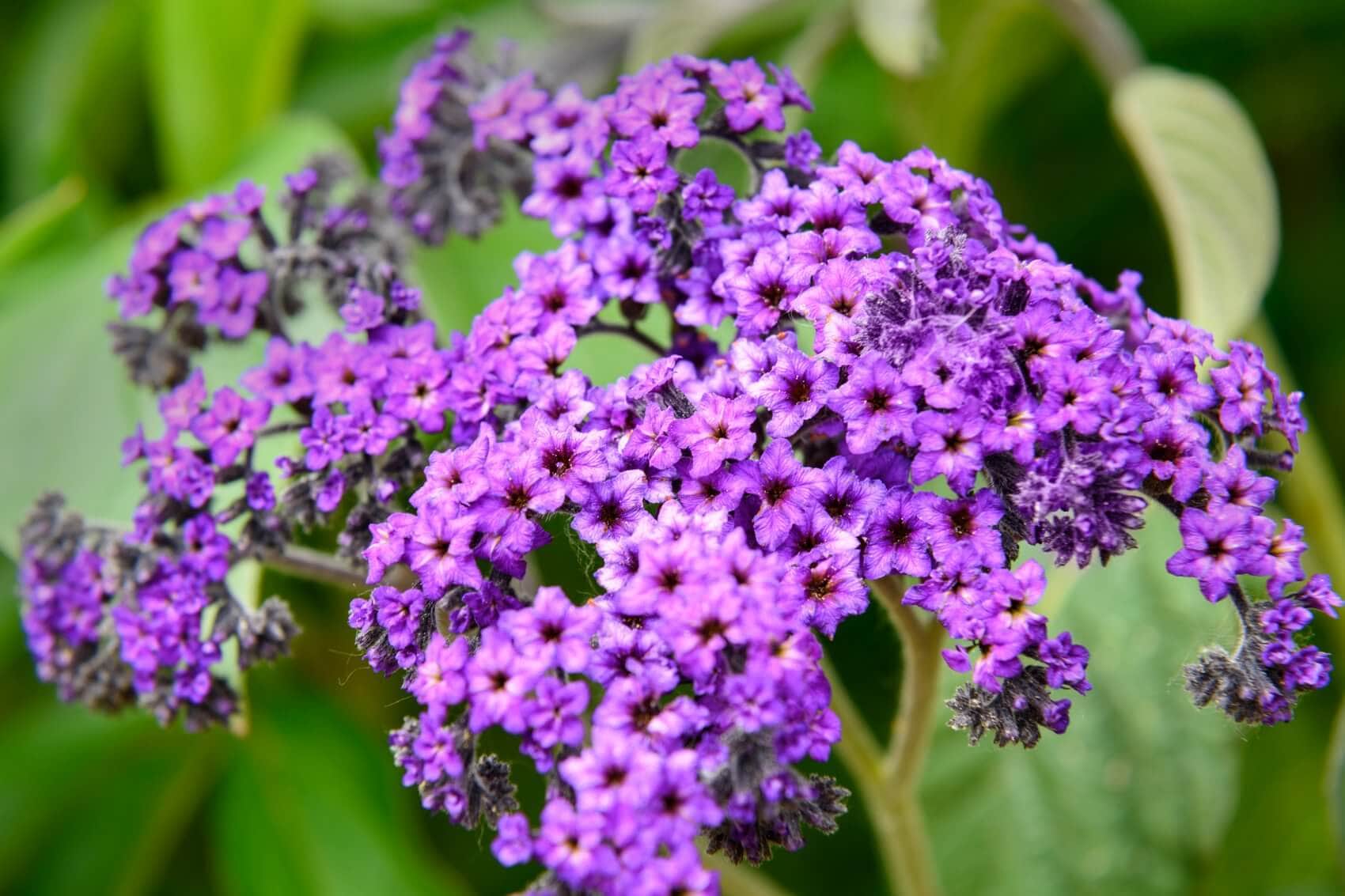 Lowe's NURSERY Purple Heliotrope in 2.5 Quart(s) Pot