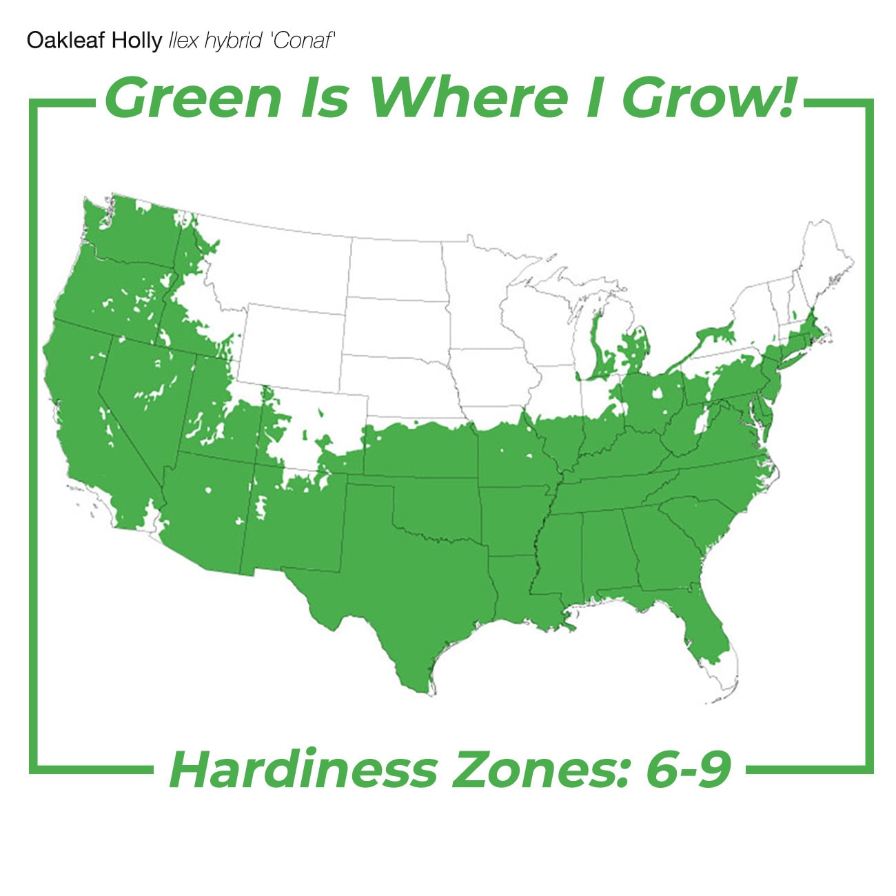 Perfect Plants LOOAKLEAFHOLLY5G shrubs - View #2
