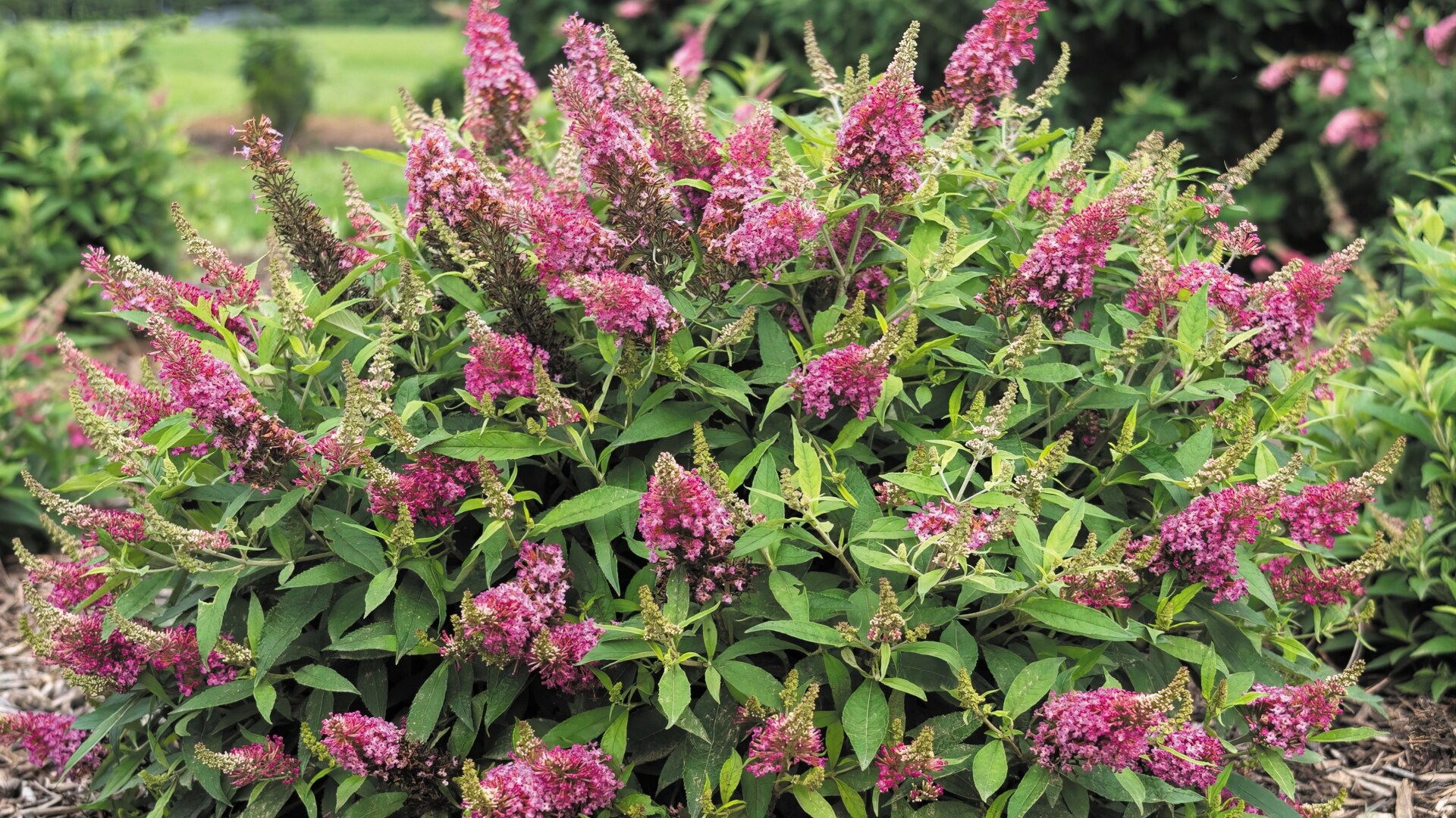 National Plant Network LW1525 shrubs - View #5