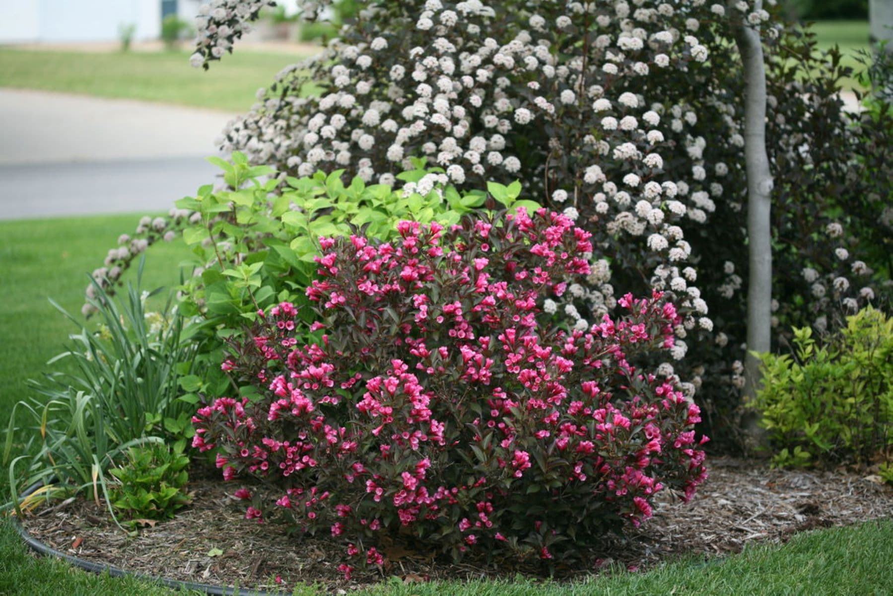 Proven Winners O91072W shrubs - View #3
