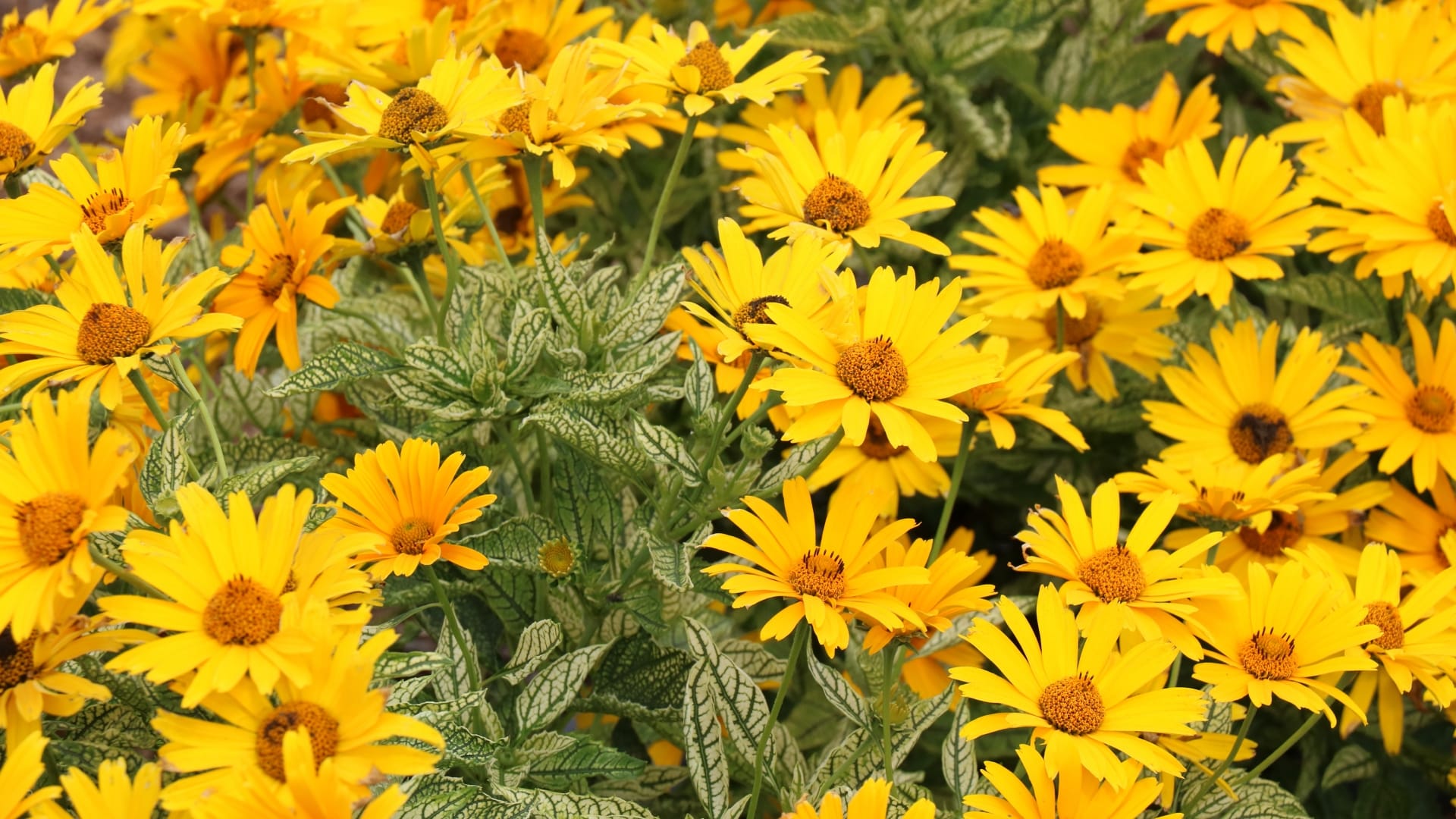 National Plant Network LW1456 perennials - View #3