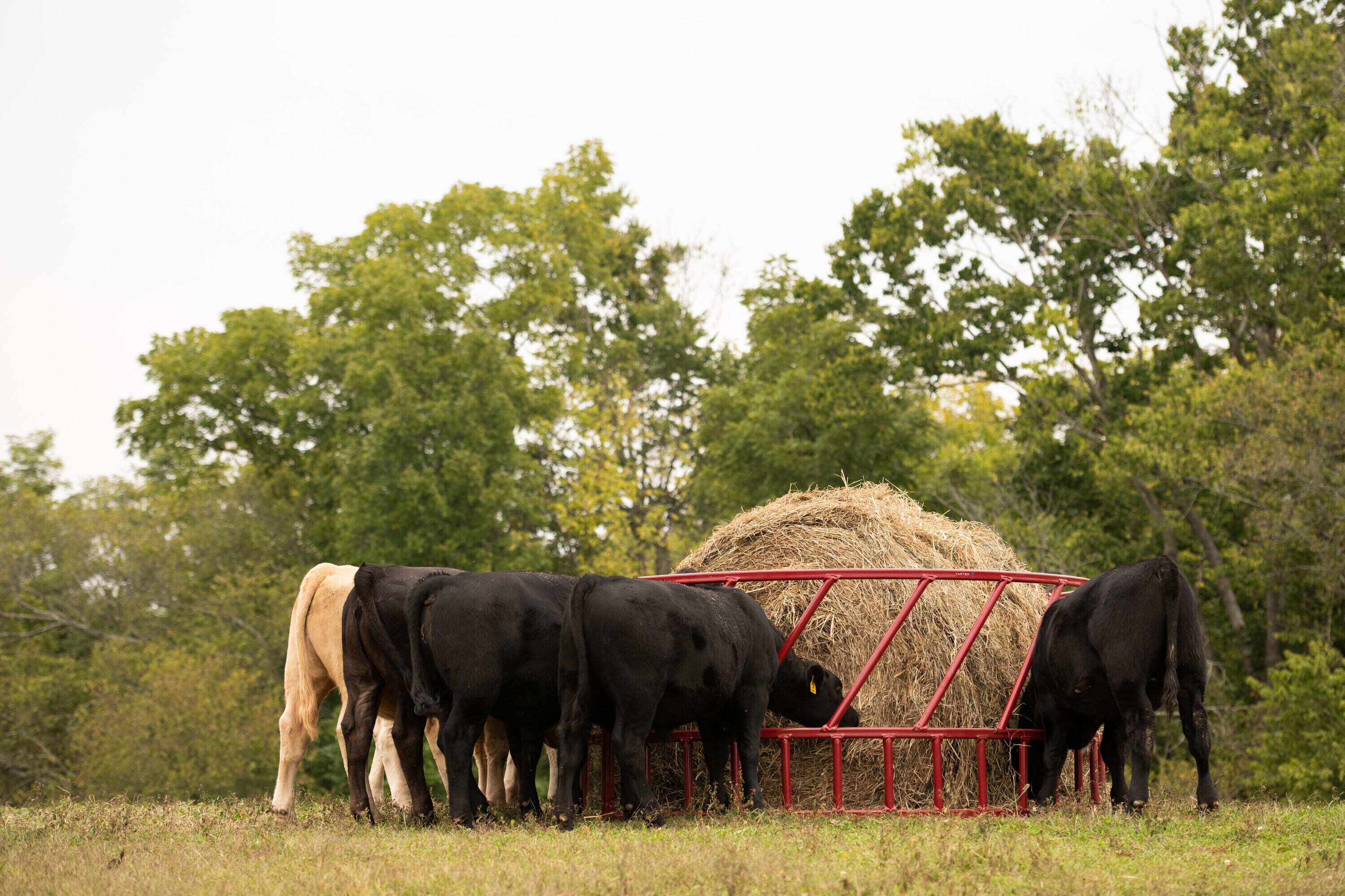Tarter 14G2O Farm-Ranch-Feeders - View #4