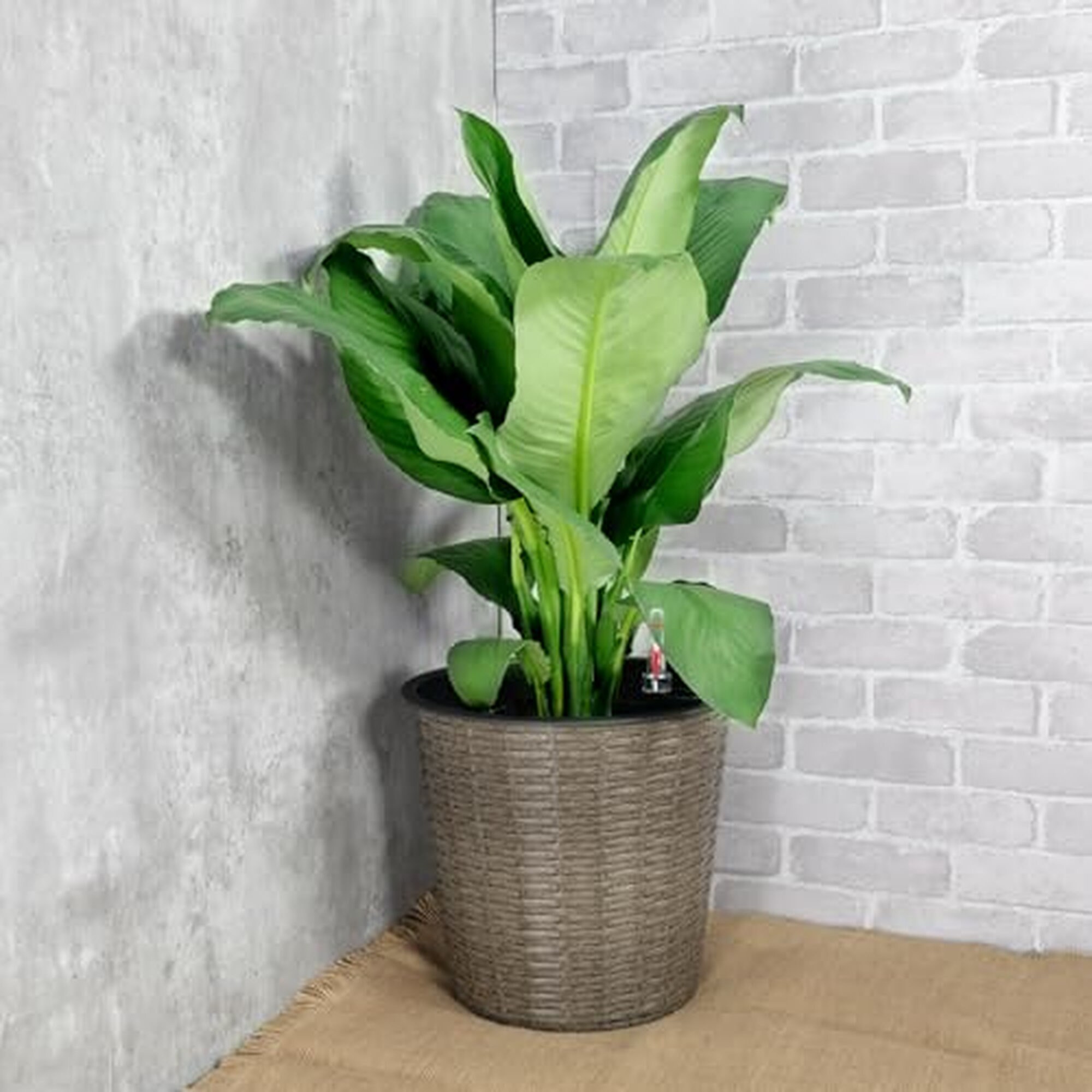 Afoxsos LAF0219P80 Planter-Window-Box - View #3