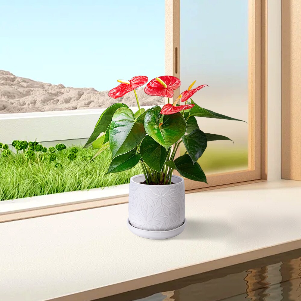 Kahomvis MDJ-QPPOT-43 Planter-Window-Box - View #10