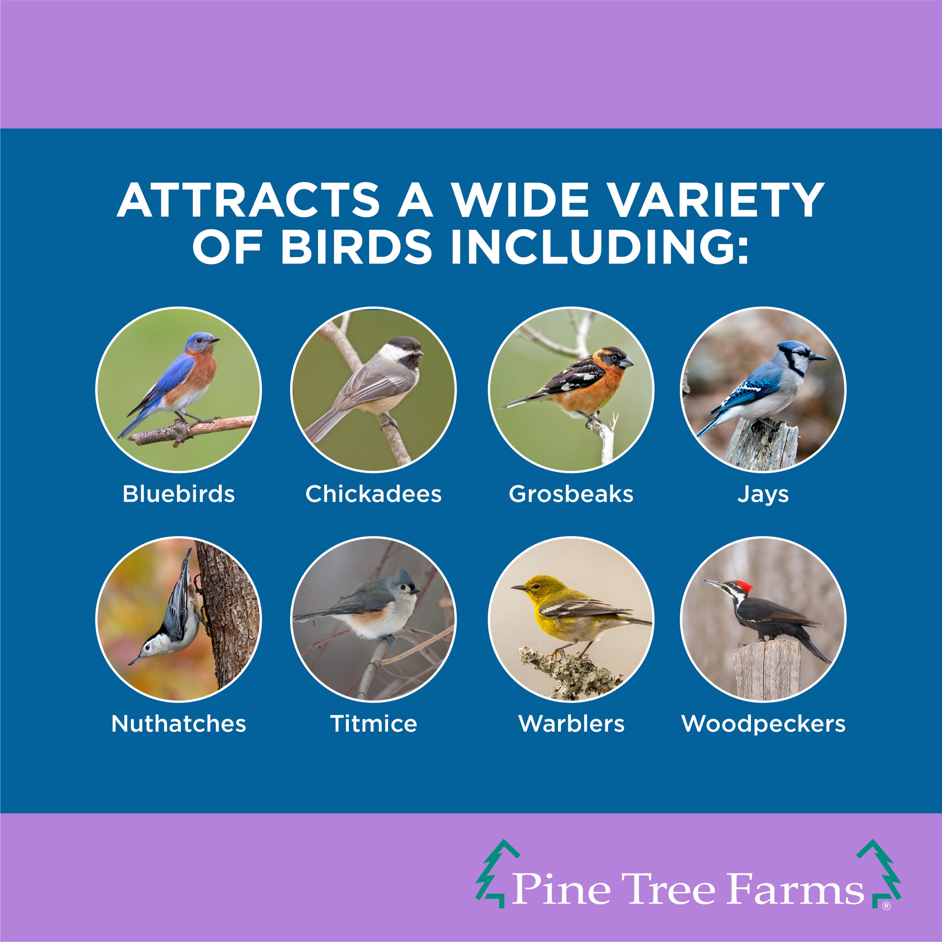 Pine Tree Farms 2597145 Bird-Squirrel-Food - View #5