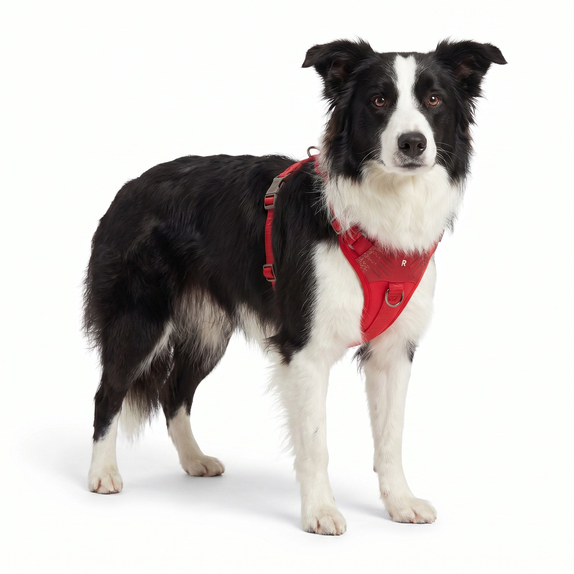 Reddy Q325R13L Dog-Collars-Harnesses - View #3
