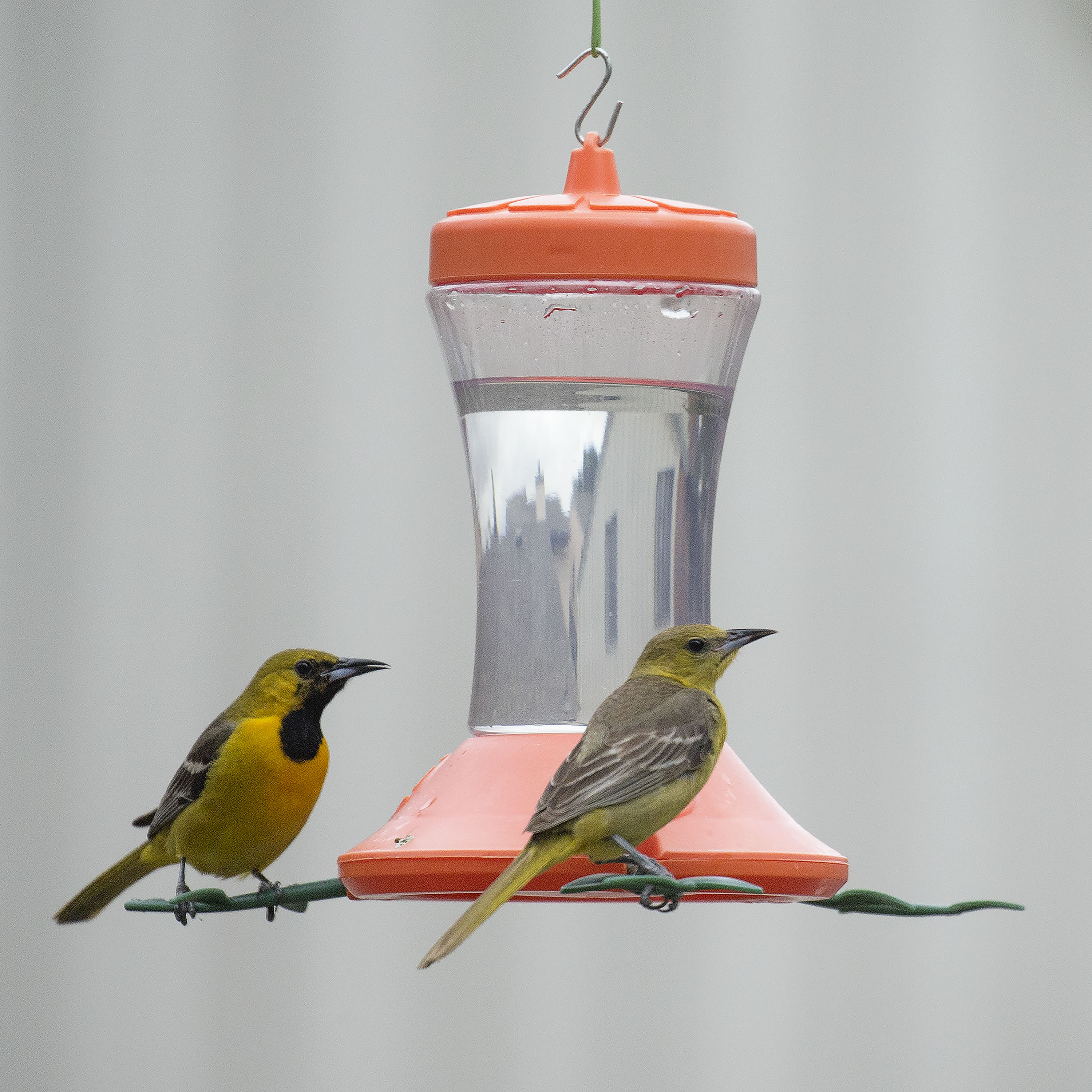 Perky-Pet 466-2 Bird-Feeders - View #12