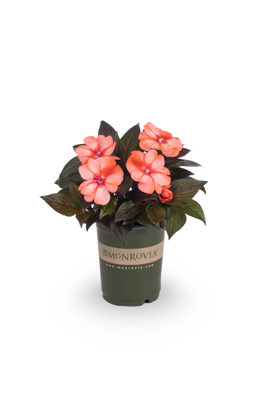 Monrovia 4824 annuals - View #5