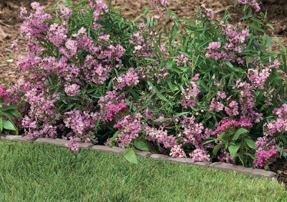 Suncast CPLFSS36L edging - View #2