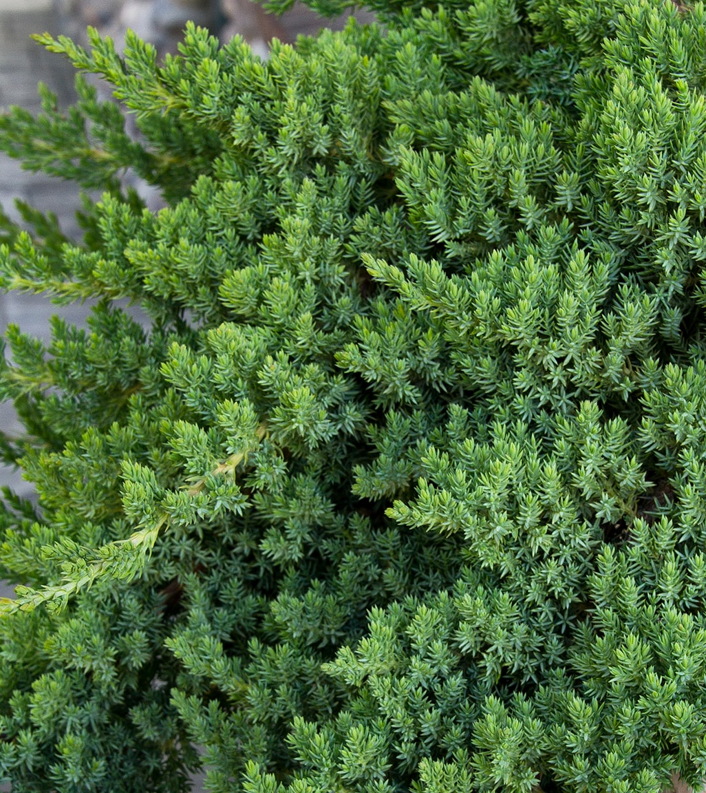 Monrovia 050901 shrubs - View #3