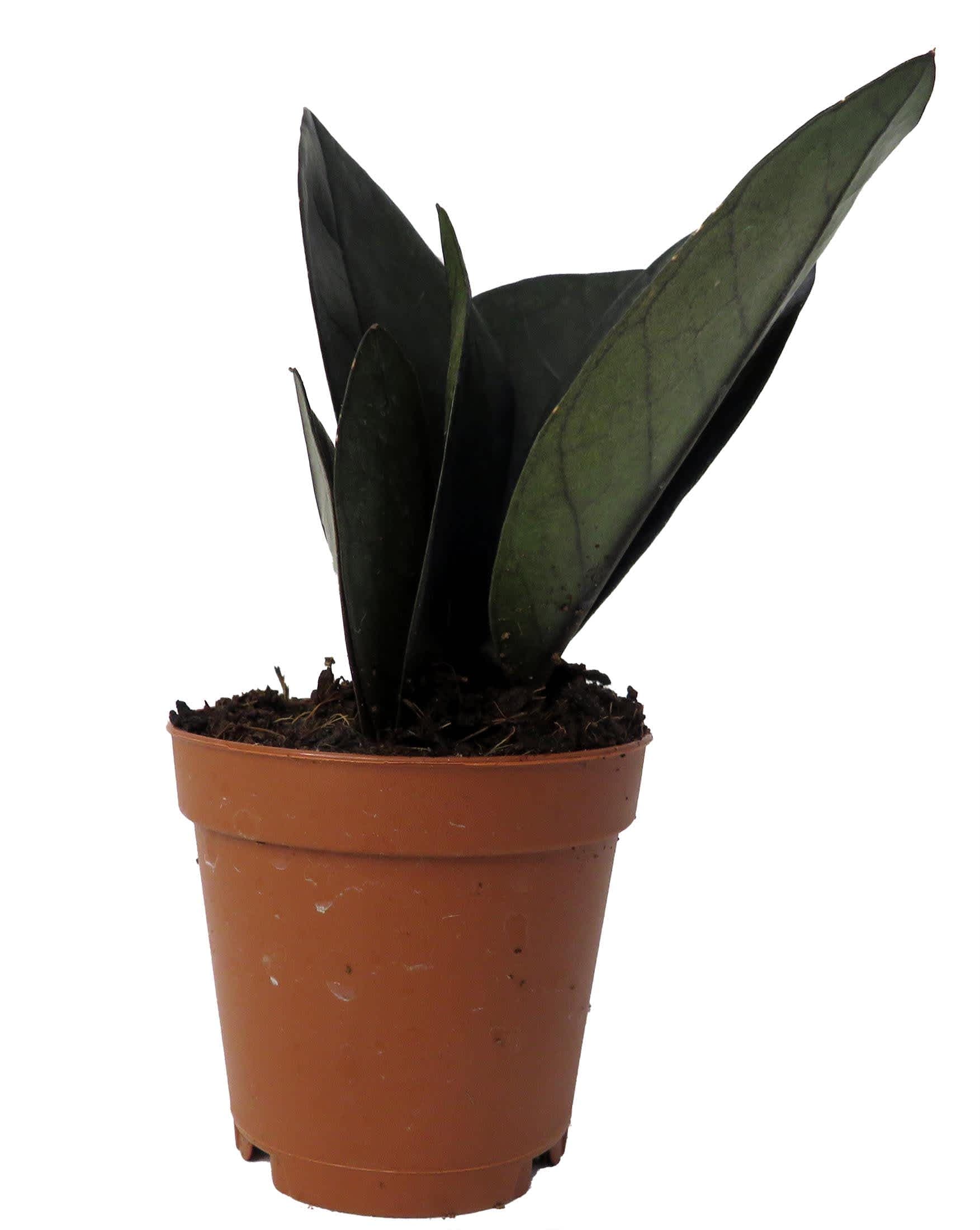 Hirt's Gardens Rare Black Raven ZZ Plant - Zamioculcas zamiifolia - 4 inch  Pot - Collector's - World's Easiest House Plant in the House Plants  department at Lowes.com