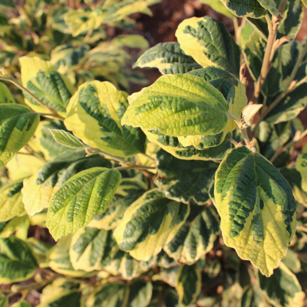 Spring Hill Nurseries 64299 shrubs - View #3