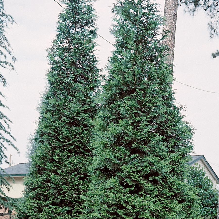 Lowe's Green Giant Arborvitae Screening Shrub in 5.5-Gallon Pot in the ...