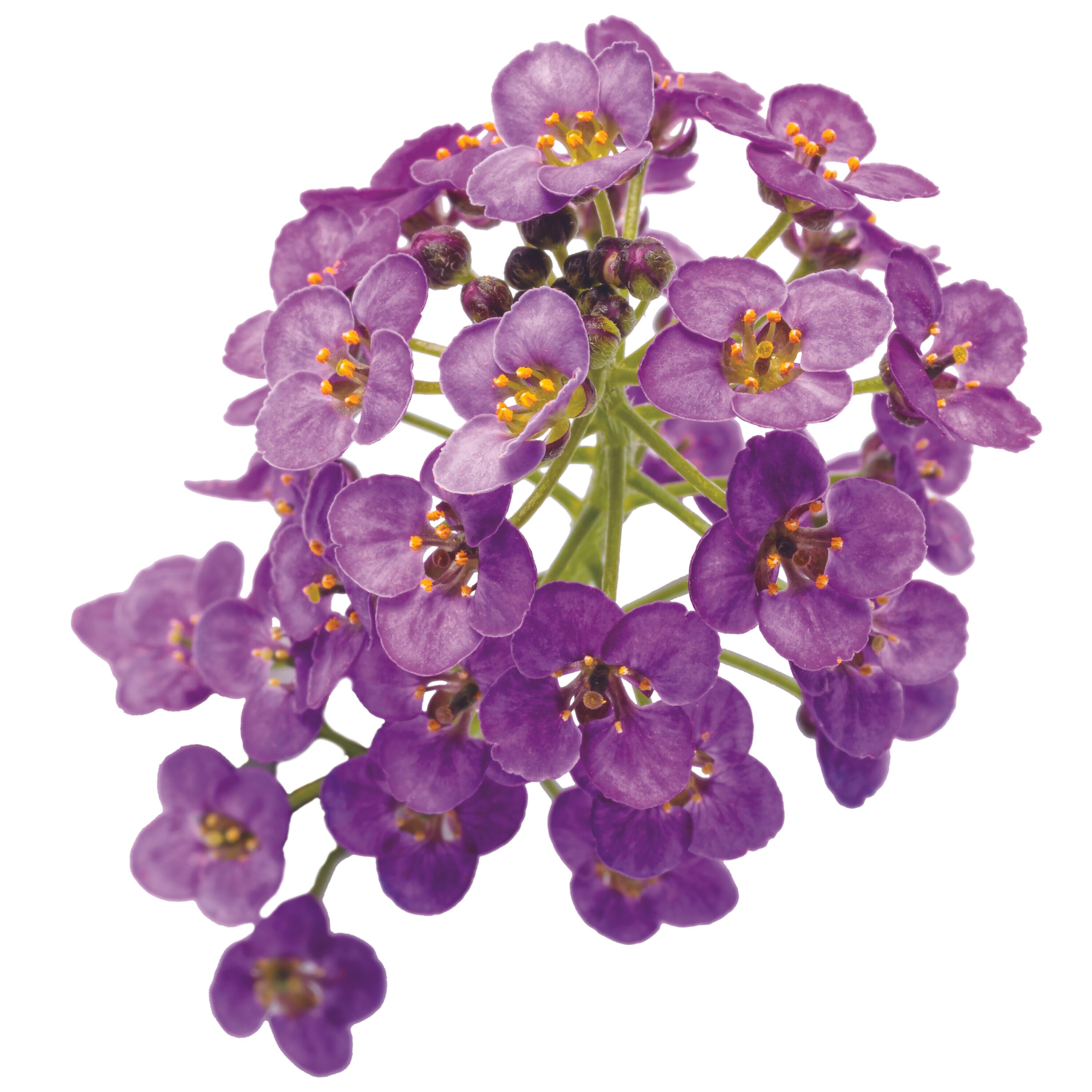 Proven Winners LBLPRW1077504 annuals - View #5