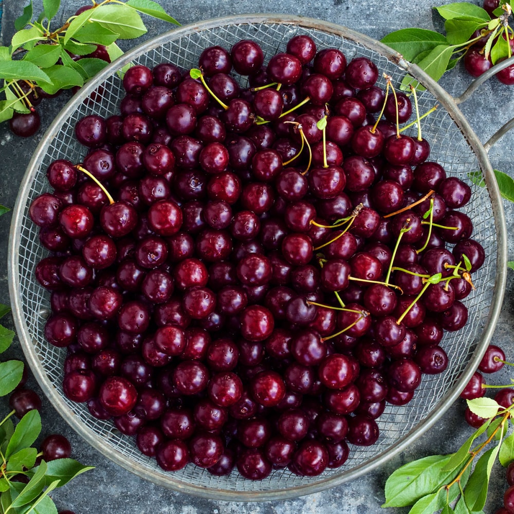 Gardens Alive! 75354 1.0 -Pack Cherry Plant in Bareroot Spring