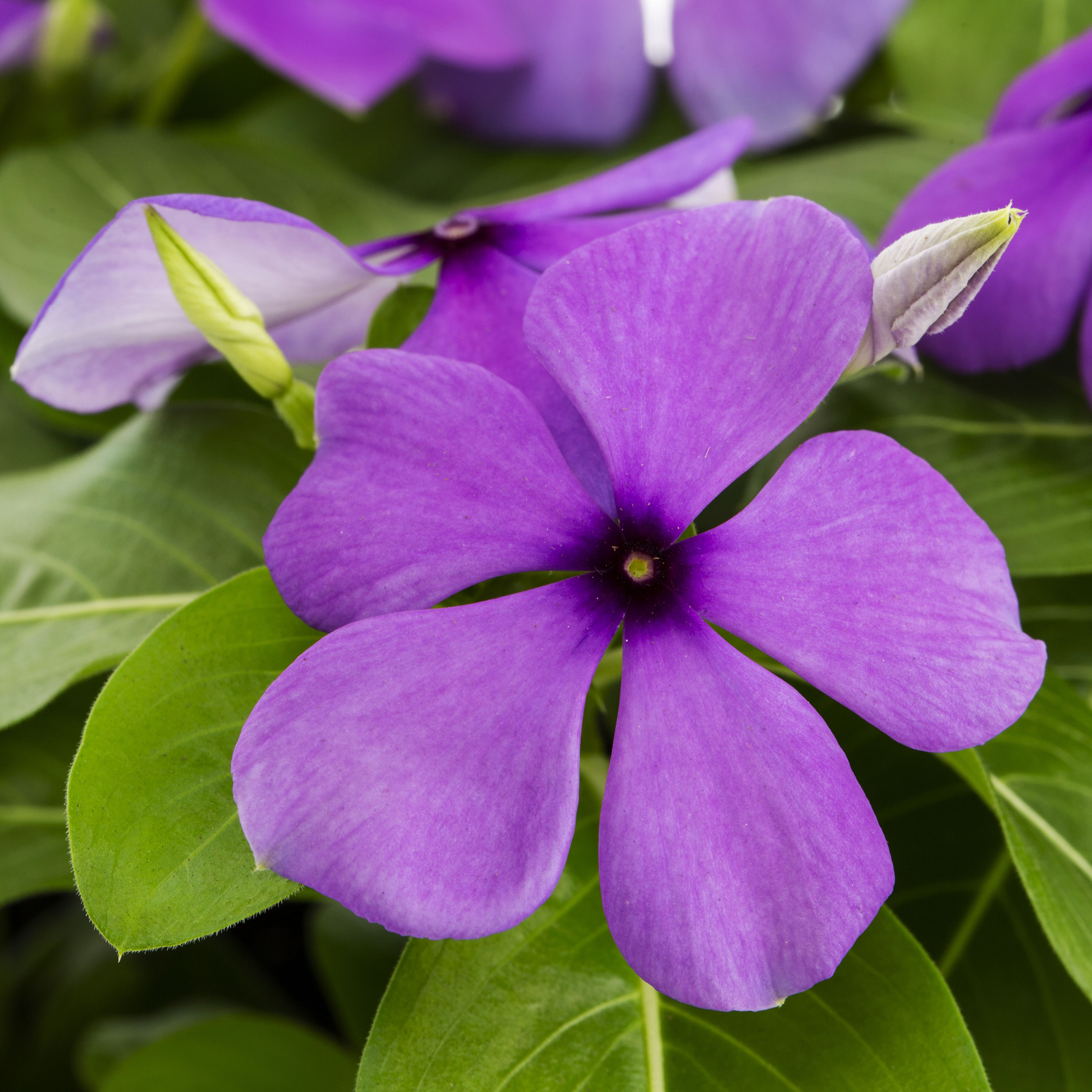 Lowe's NURSERY annuals - View #2
