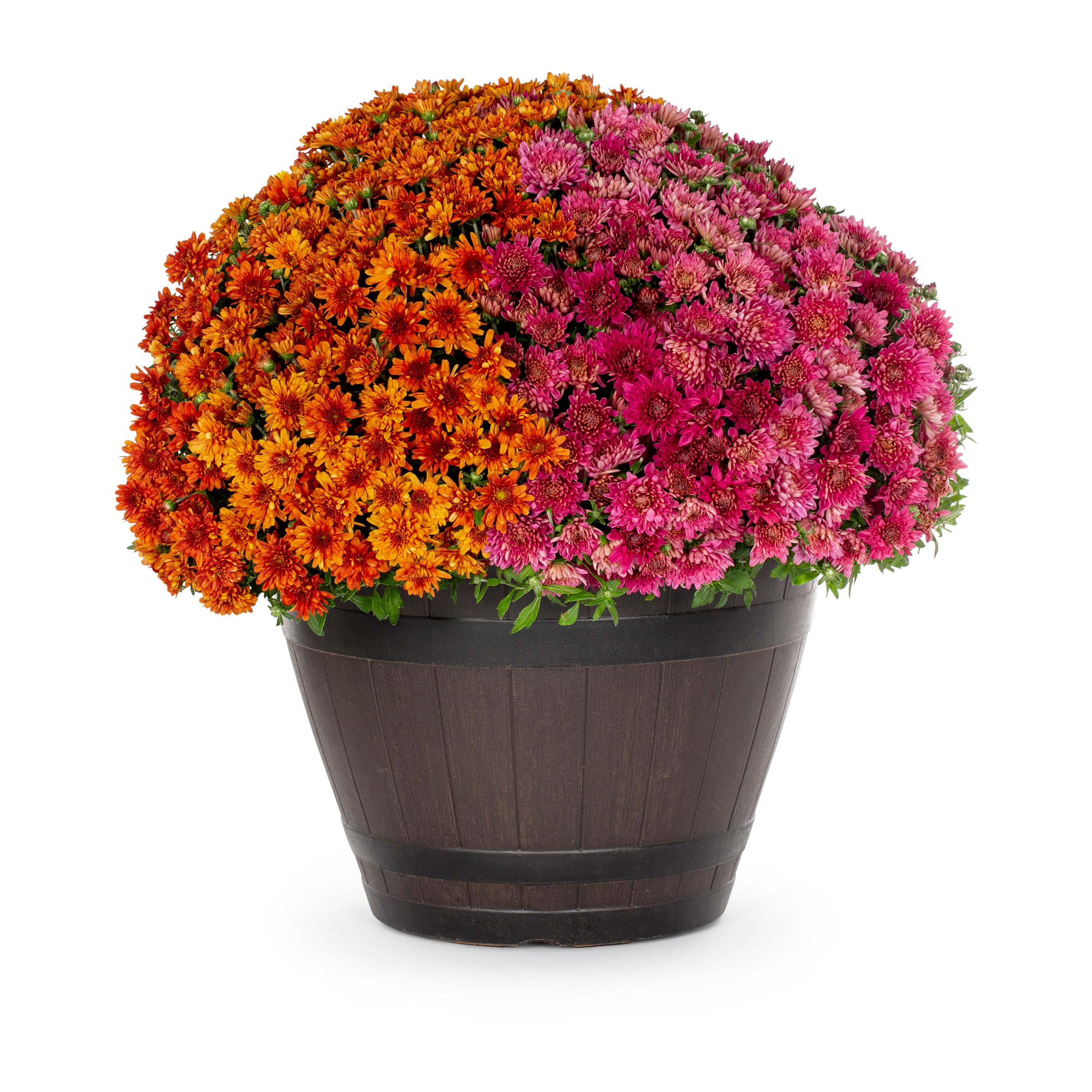 Lowe's 5336041 Multicolor Mum in 5 Gallon(s) Planter 1 -Pack