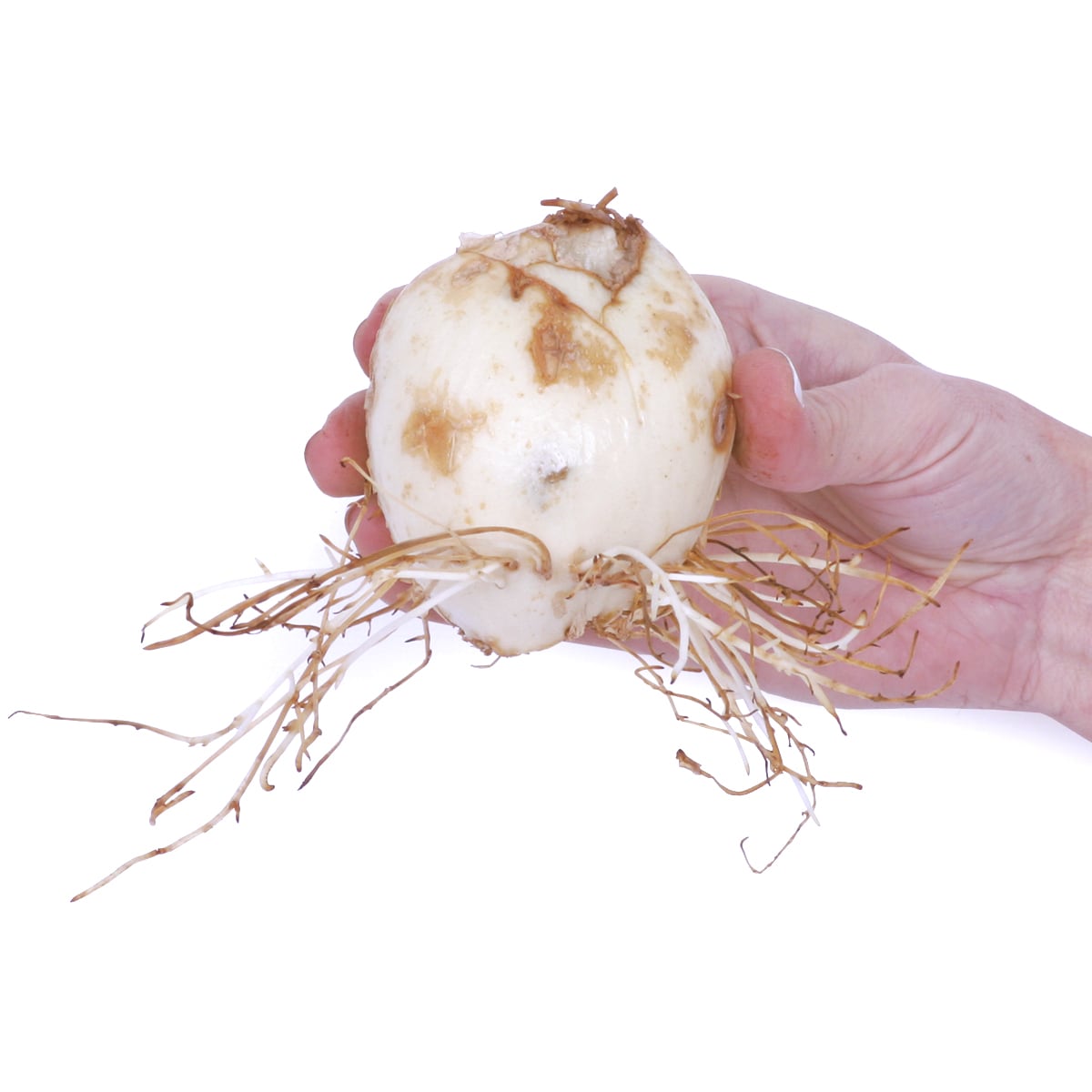 Van Zyverden 87112 Plant-Bulbs - View #4