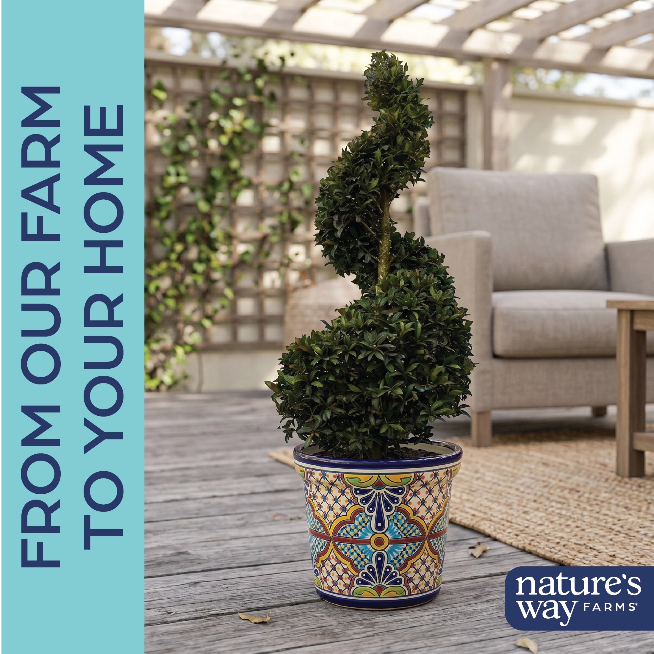 Lowe's NURSERY shrubs - View #3