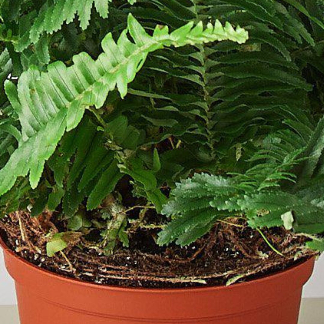 House Plant Shop 6-FERN-JESTER.CROWN hseplants - View #4