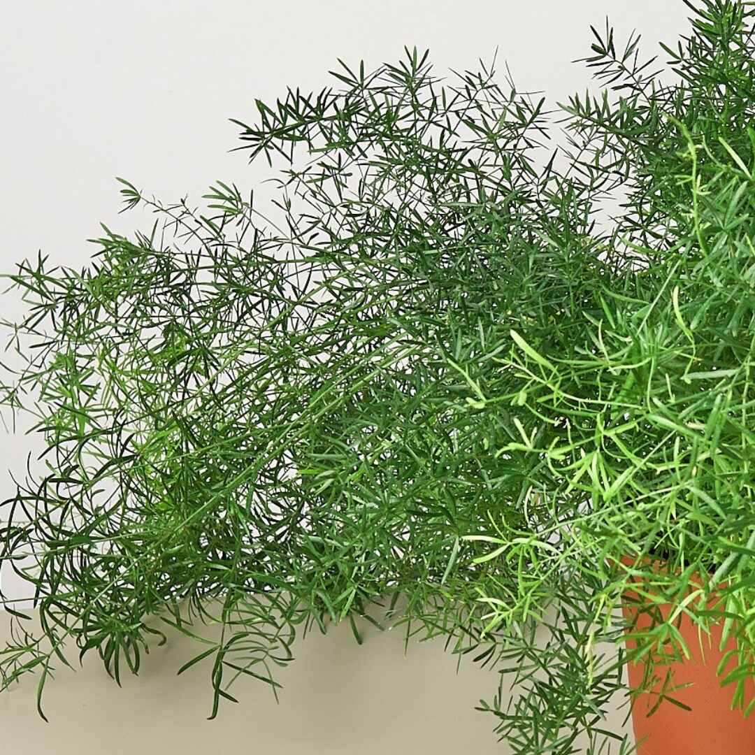 House Plant Shop 6-FERN-SPRENGERI hseplants - View #2