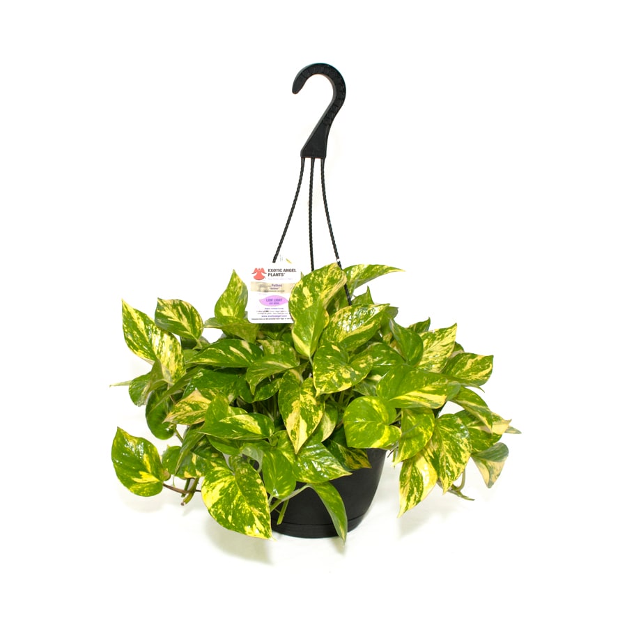 Exotic Angel Plants Pothos Golden in 3.0 Quart Hanging Basket at Lowes.com