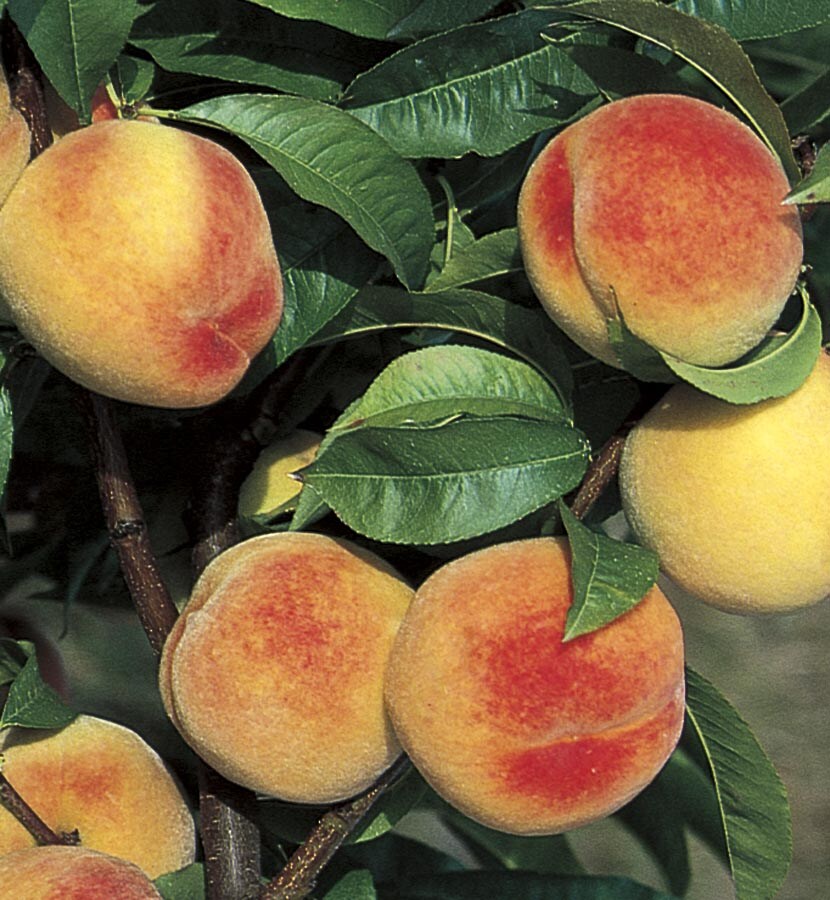 La Feliciana Peach Tree at Lowes.com