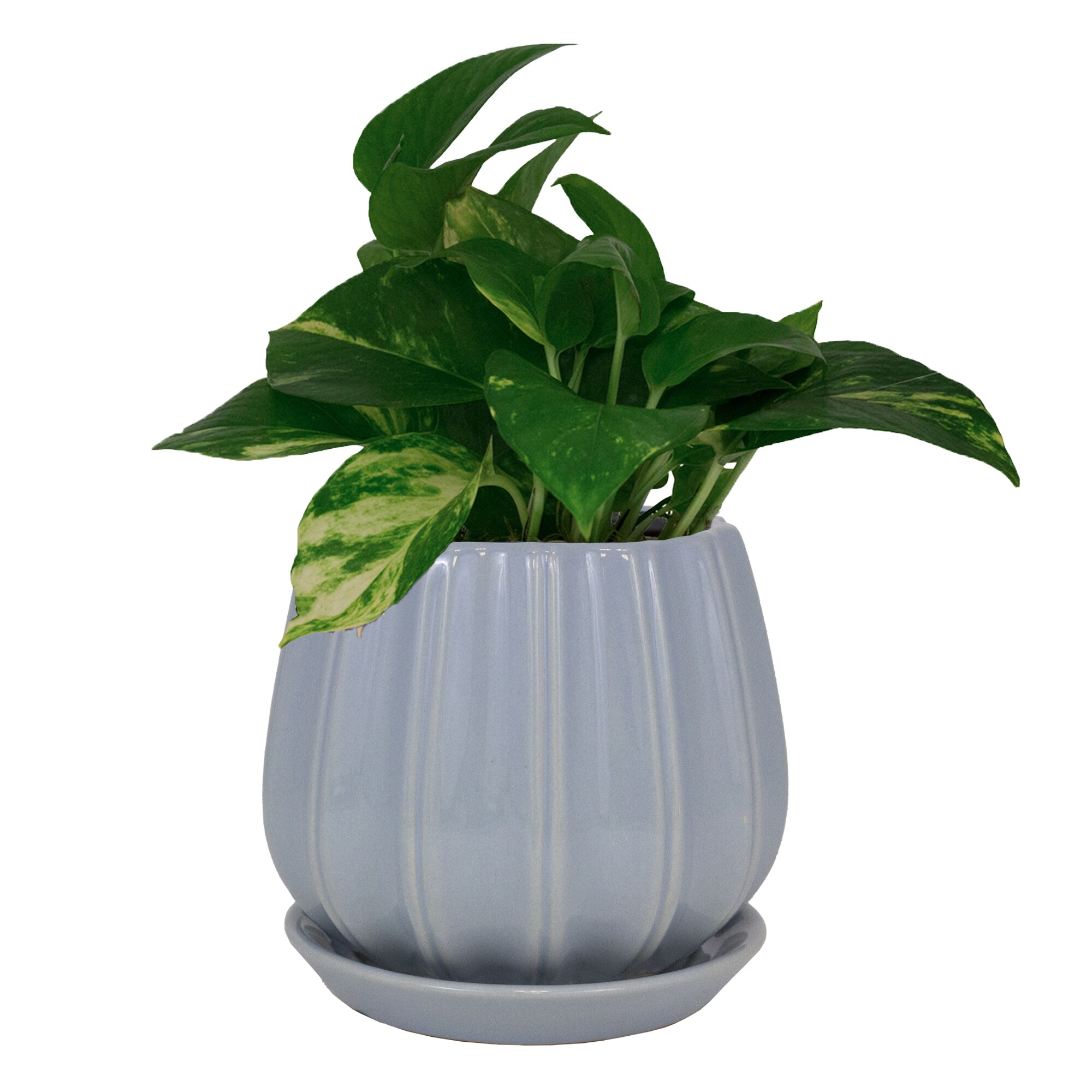 Trendspot LECR01137S-08M2 Planter-Window-Box - View #3