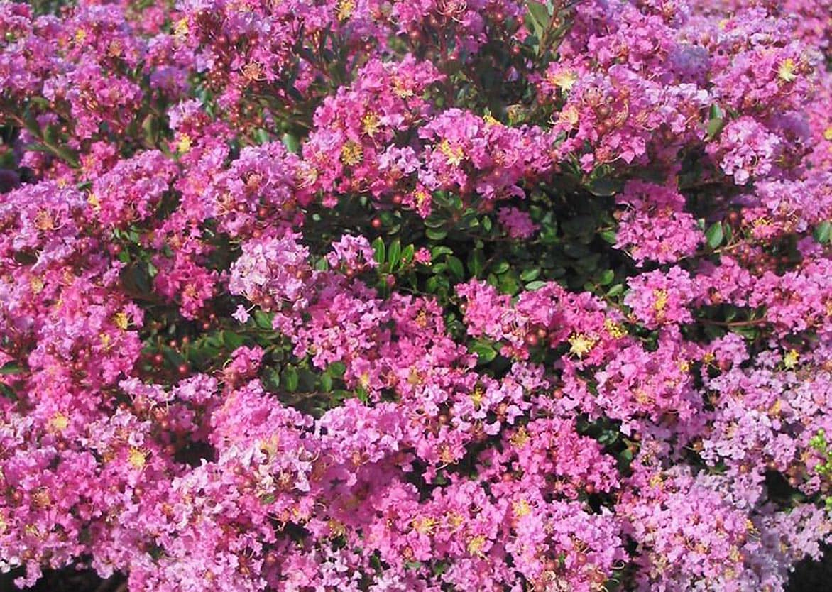 Monrovia 054555 Pecos Crape Myrtle Flowering Shrub in In pot (with soil) with Pink Blooms