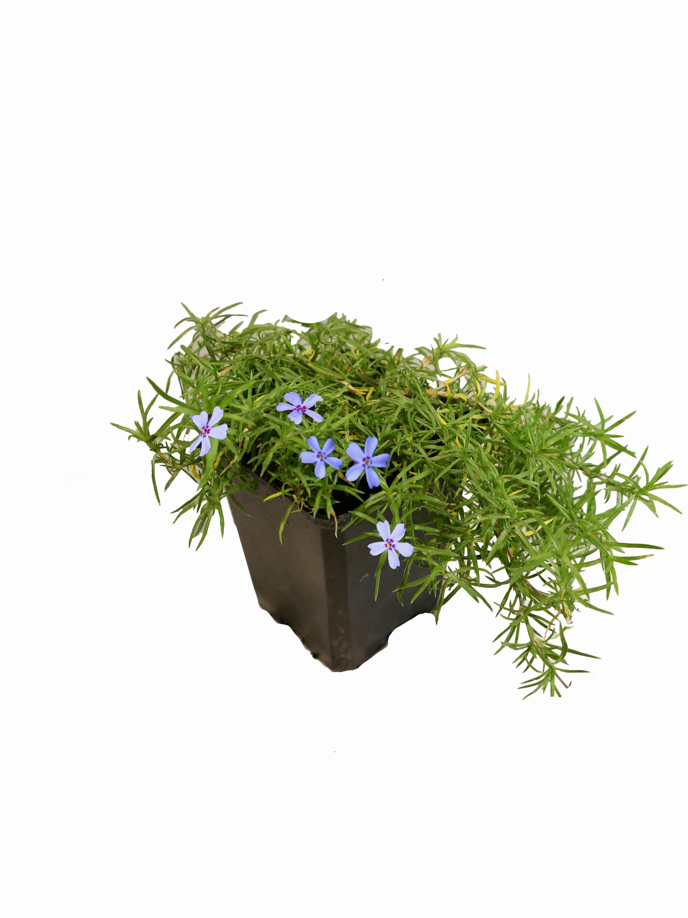  1128 Blue Creeping Phlox Plant in 1 -Quart Pot