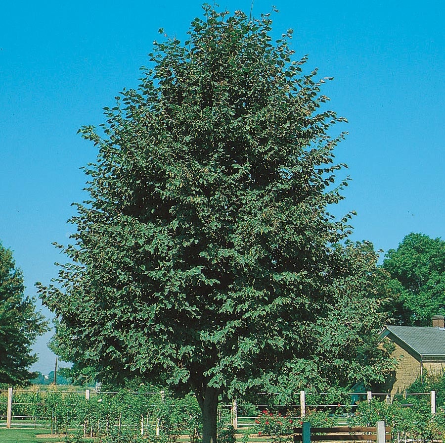  NURSERY 12.7 -Gallon White Shade Greenspire Linden In pot (with soil)