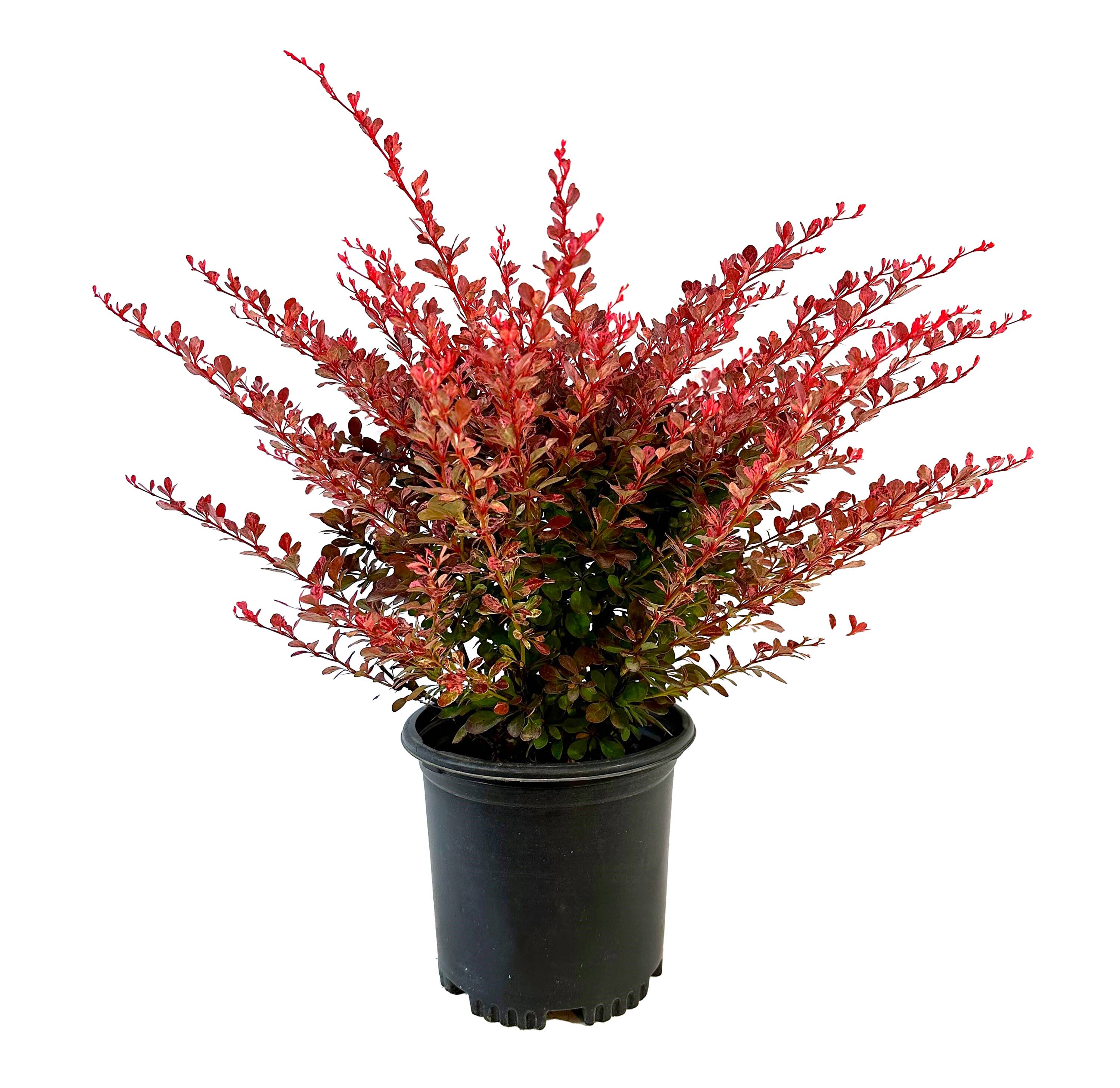 2.5 Qt. Barberry Rose Glow Accent Shrub In 2.5-quart Pot In The Shrubs 