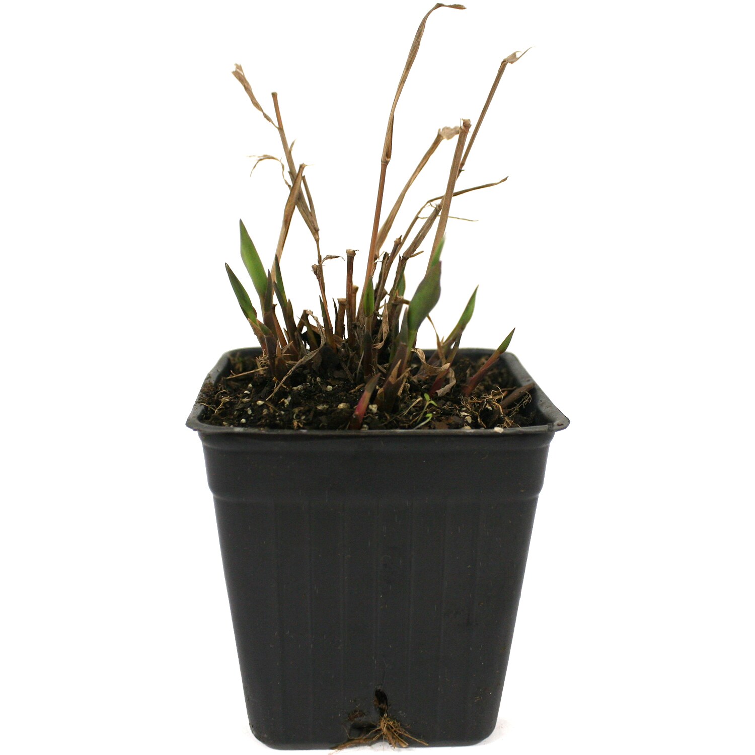 Van Zyverden 84588 Plant-Bulbs - View #3