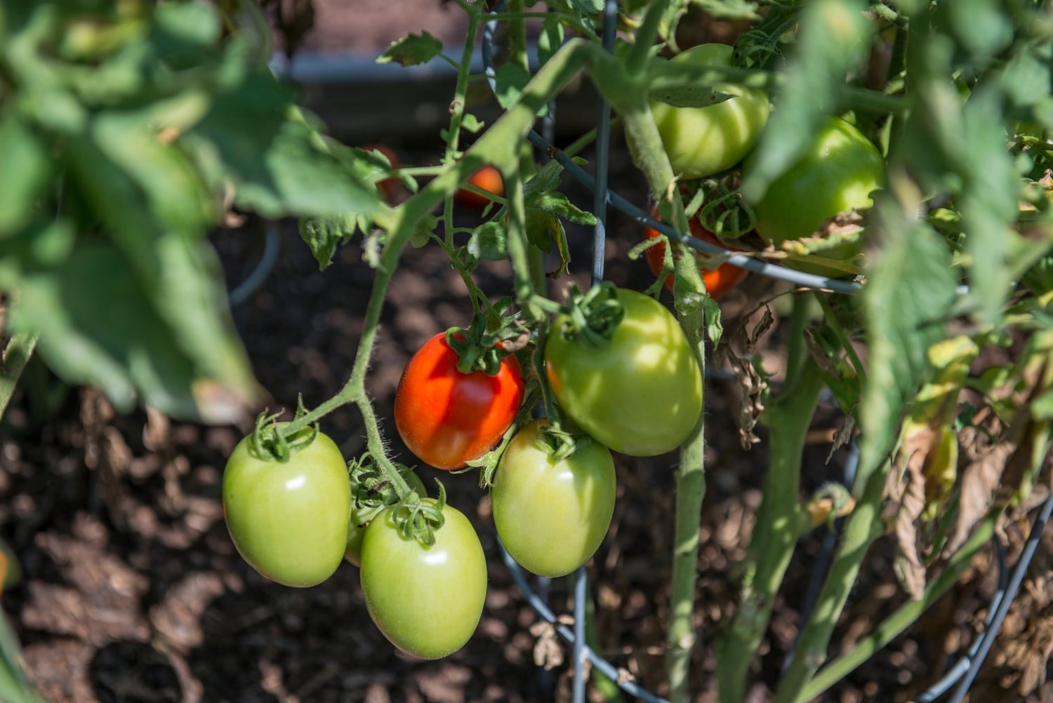 Jet Star Tomato – Bonnie Plants